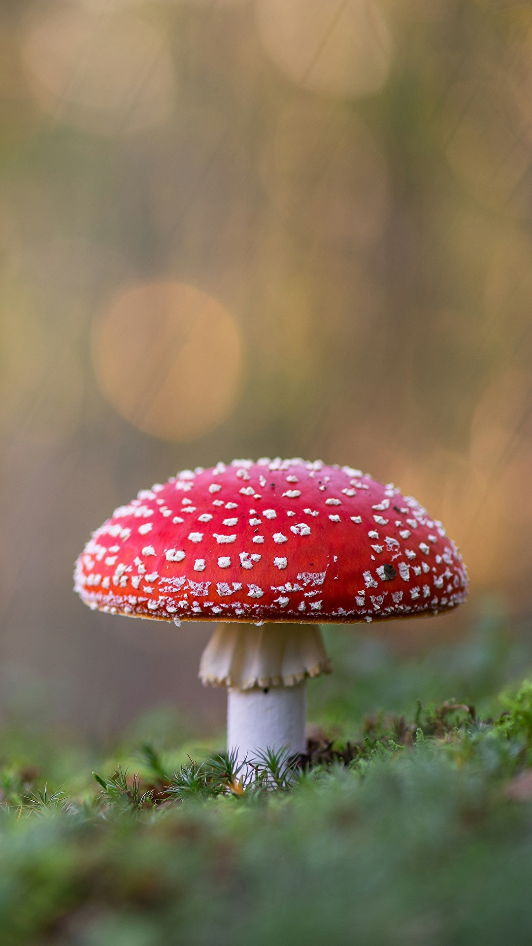 Fondos de Pantalla 1080x1920 Amanita Hongos naturaleza Bokeh Naturaleza  descargar imagenes