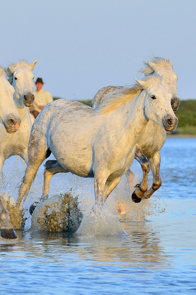 Водяная лошадь это. Водяная лошадь. Лошадки в воде. Конь из воды. Серая лошадь в воде.