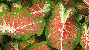 Photo Caladium Closeup Foliage Flowers