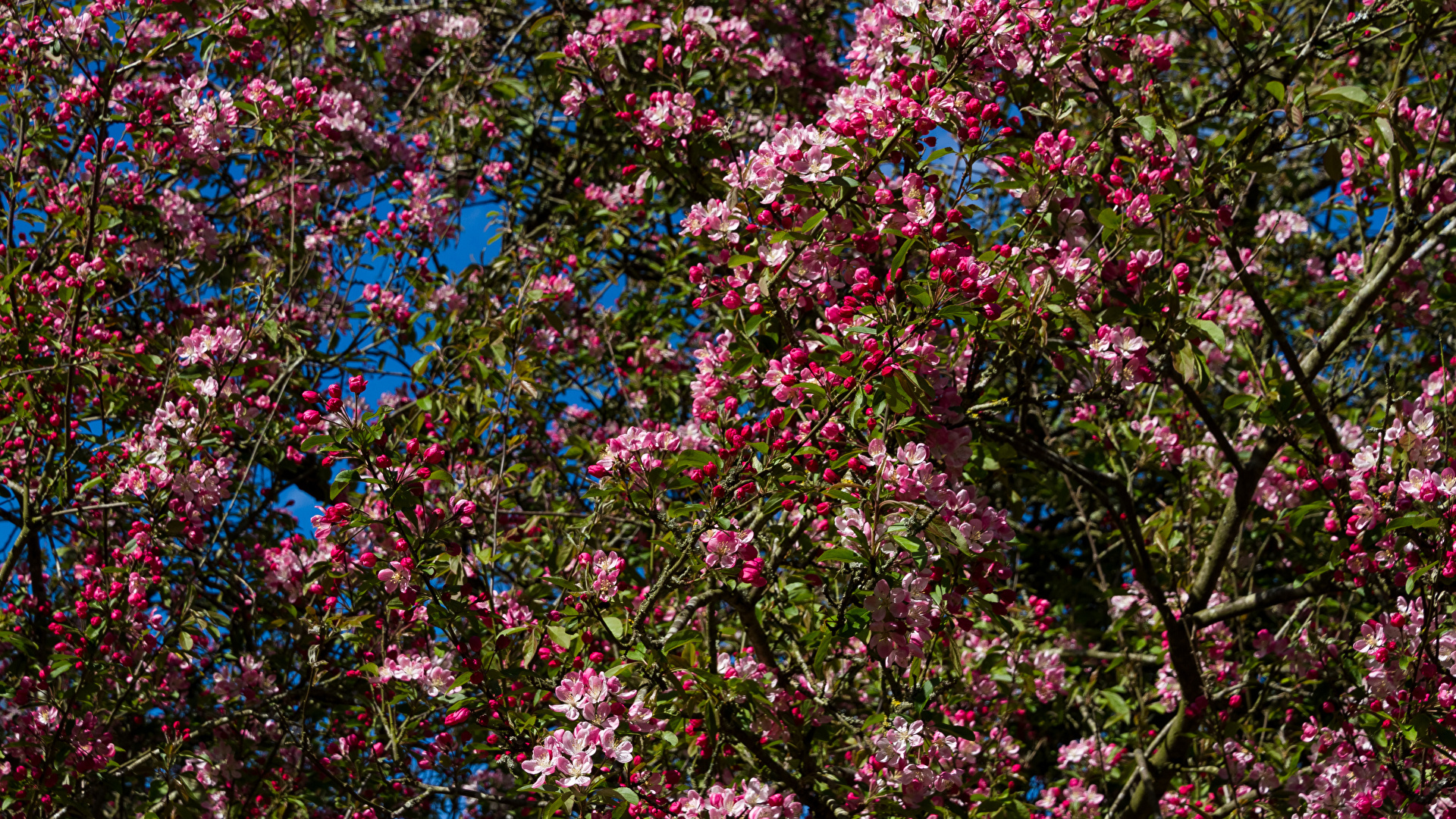 壁紙 19x1080 春 花の咲く木 枝 花 ダウンロード 写真