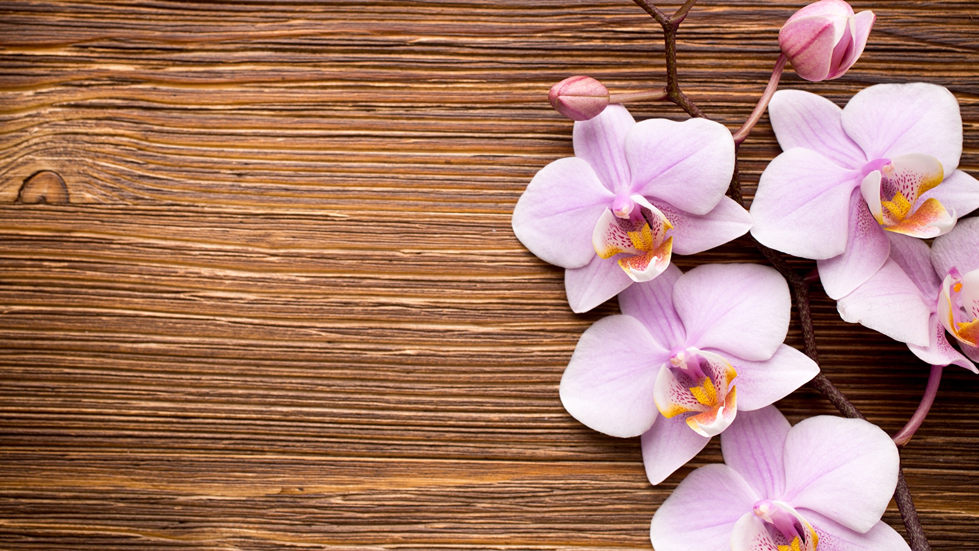 14367 Orchid Wallpaper Stock Photos  Free  RoyaltyFree Stock Photos  from Dreamstime