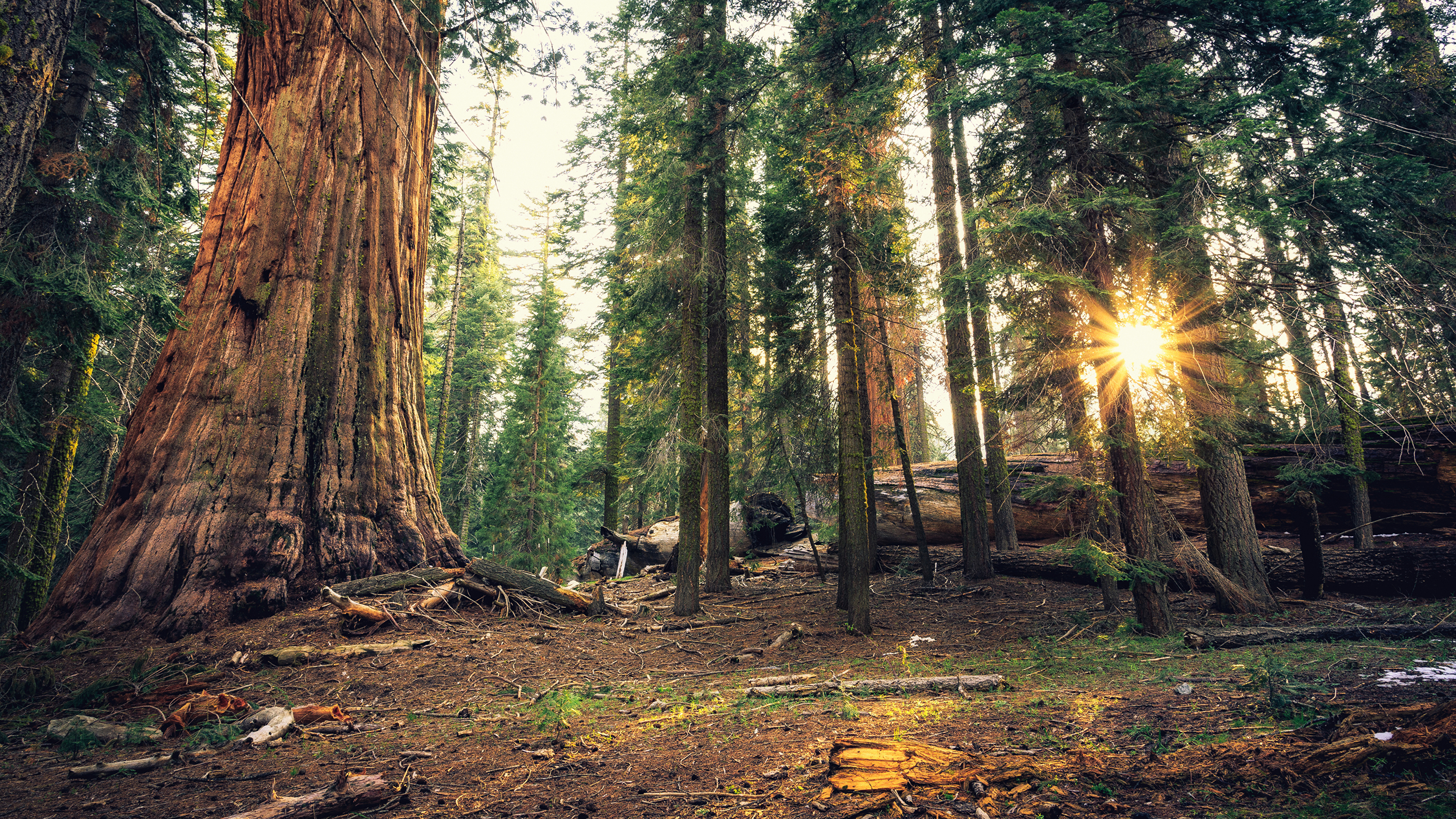壁紙 3840x2160 アメリカ合衆国 公園 森林 Sequoia National Park カリフォルニア州 木 光線 自然 ダウンロード 写真