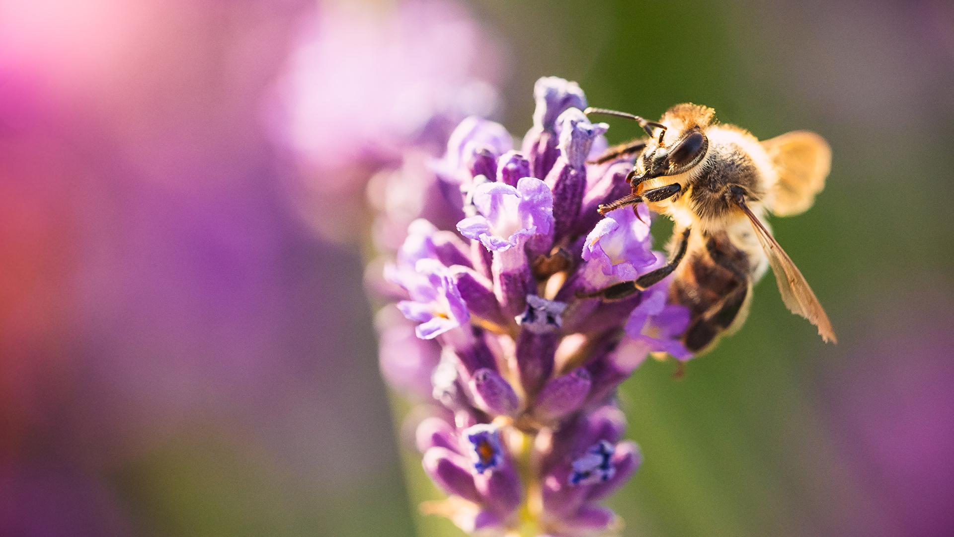 Wallpaper : 1920x1080 Px, Bokeh, Closeup, Insect, Macro, Nature