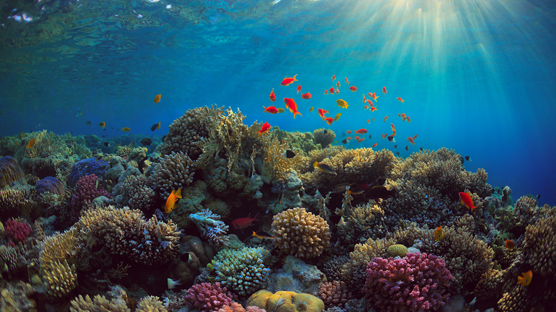 海洋,鱼,水下,珊瑚,海底世界4K壁纸-千叶网