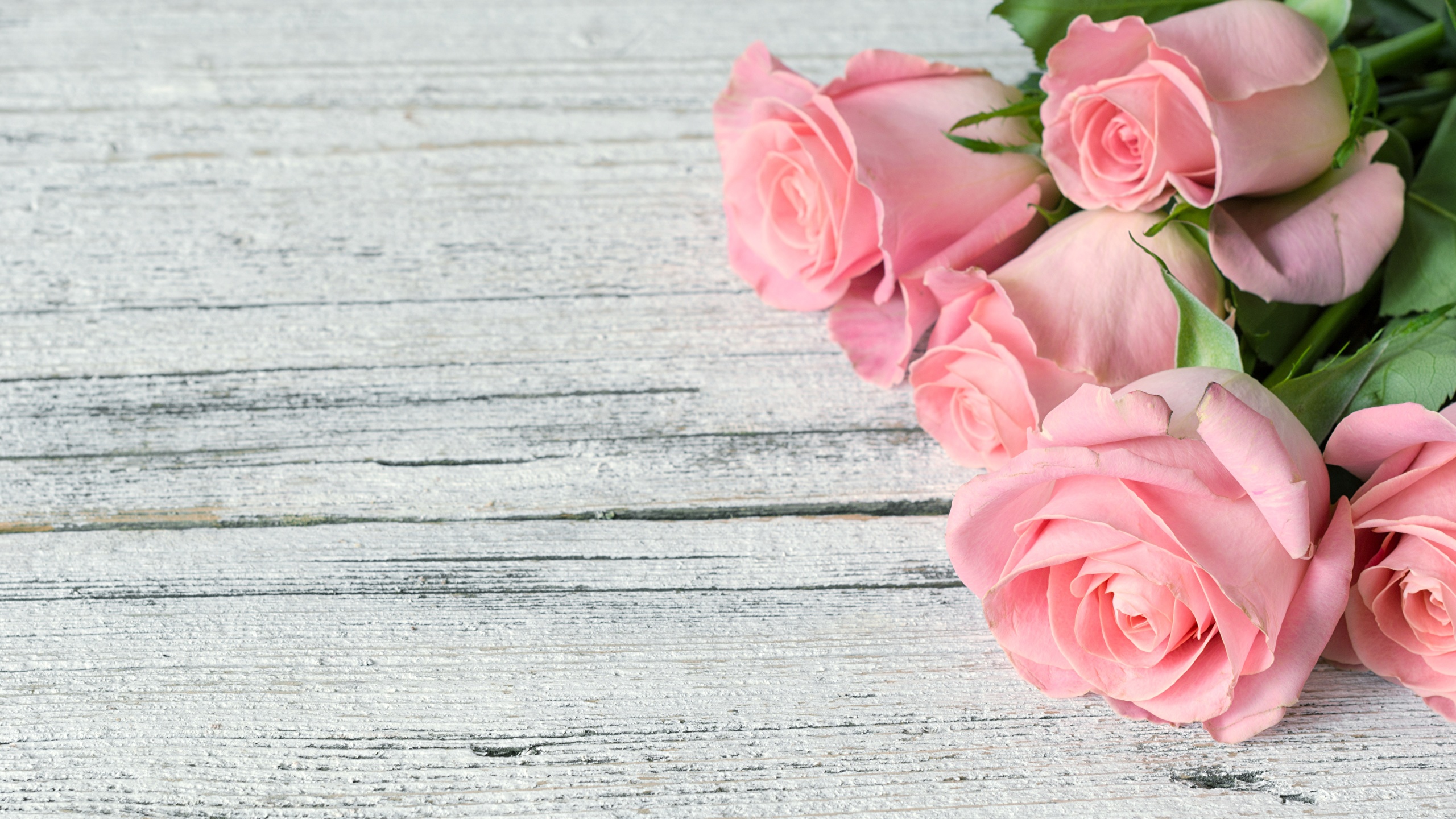 Fotos Rose Rosa Farbe Blumen 2560x1440