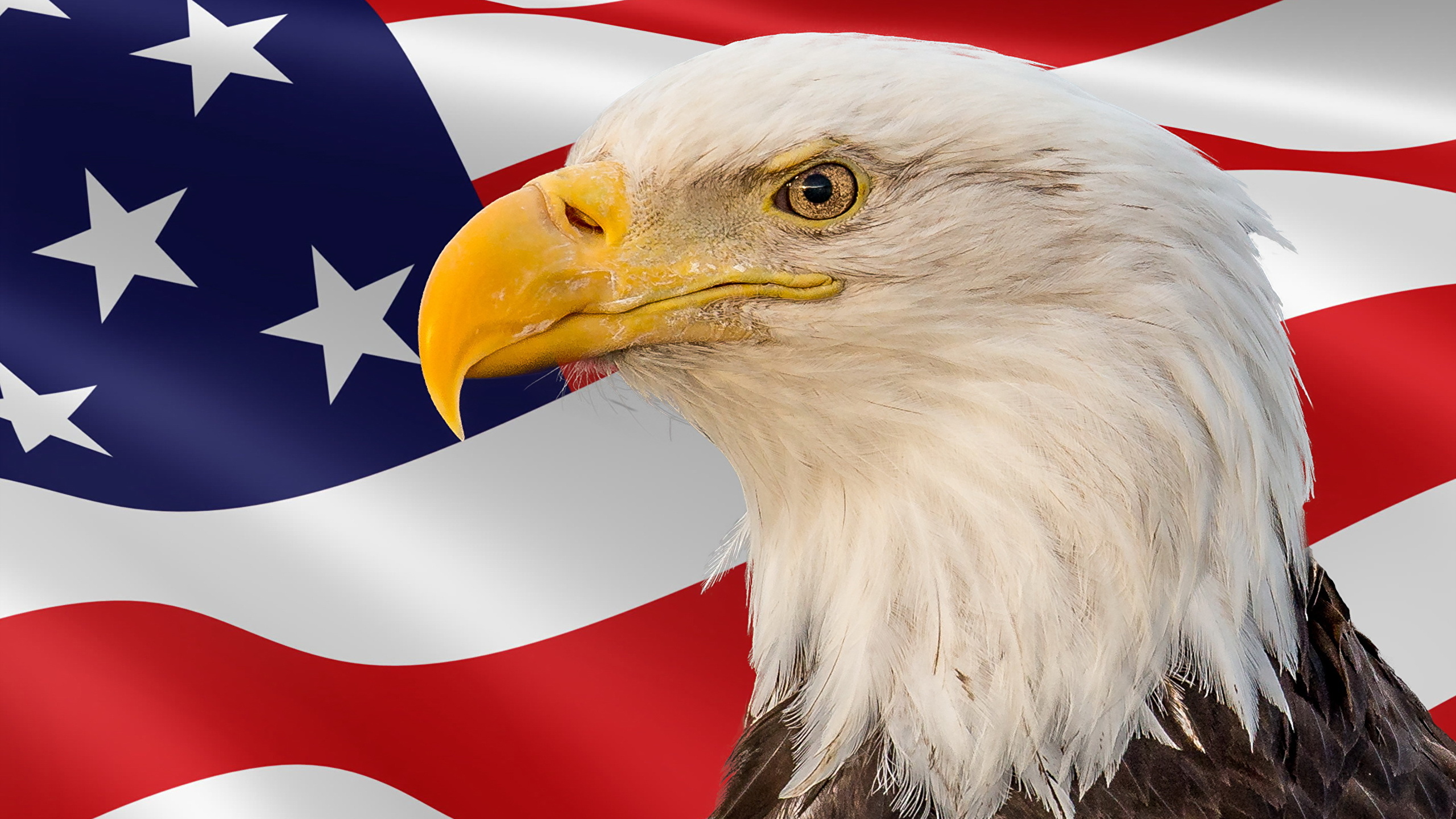 Photo Birds Eagles USA Memorial Day Beak Flag Head Animals 2560x1440