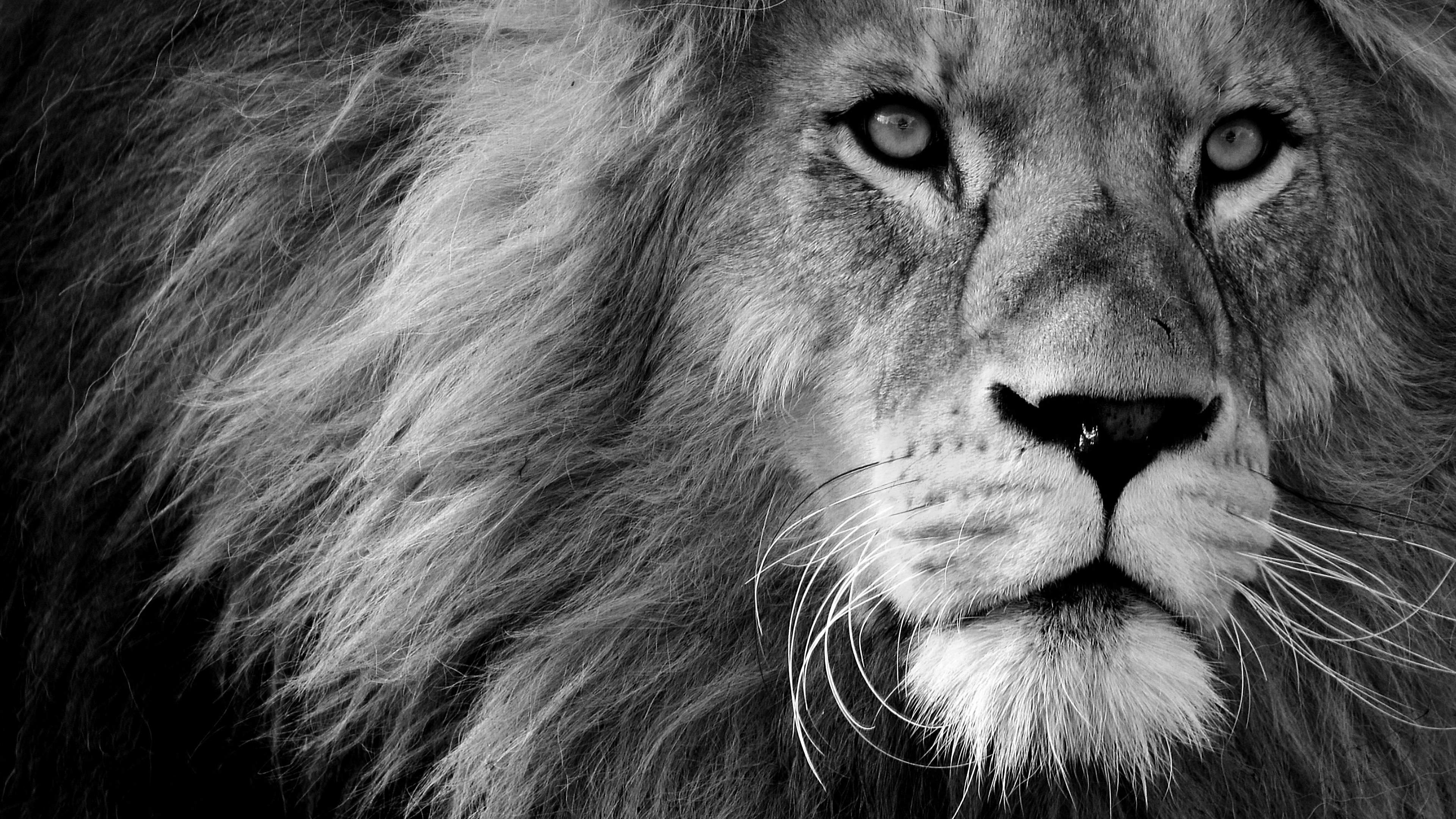 Fonds Decran 3840x2160 Lions Voir Museau Noir Et Blanc