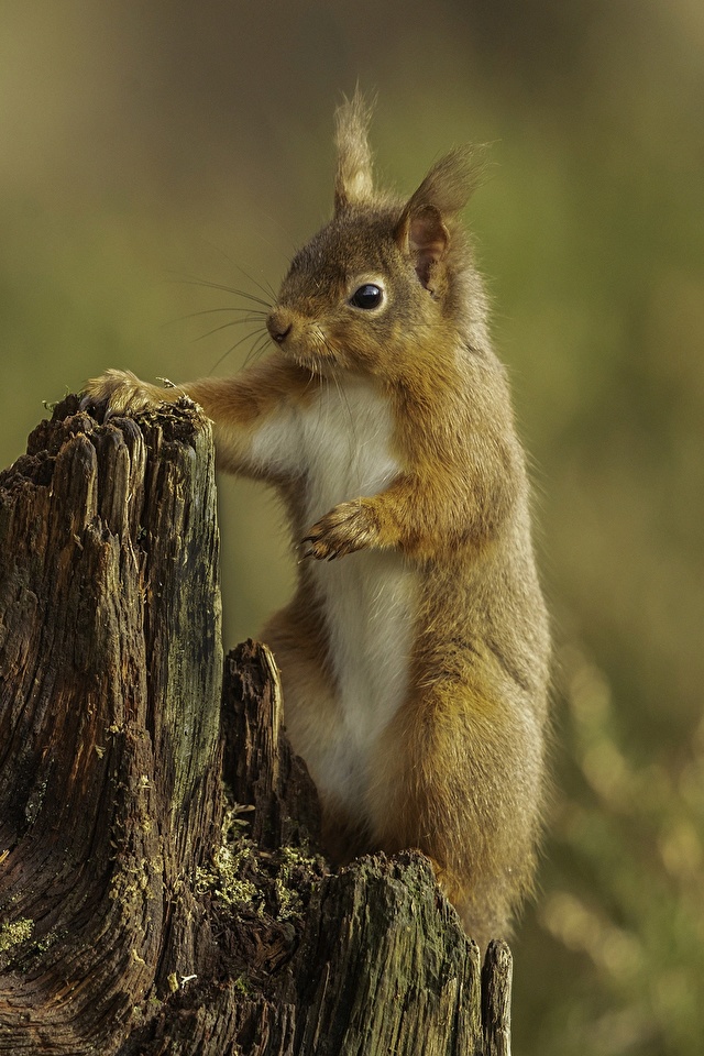 壁紙 640x960 リス ネズミ目 切り株 ボケ写真 動物 ダウンロード 写真