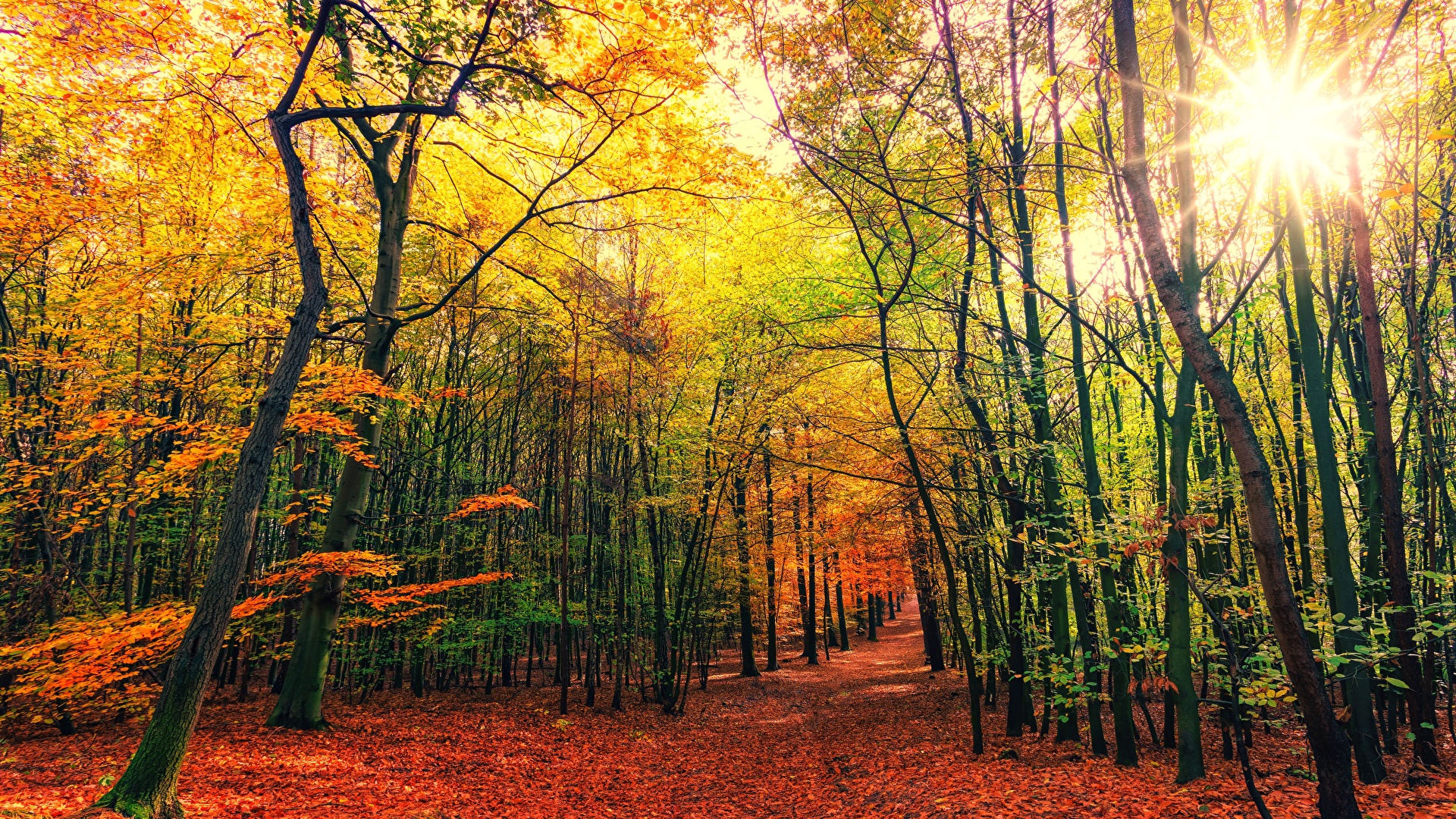 Image Rays Of Light Foliage Autumn Nature Forest Trees 1920x1080