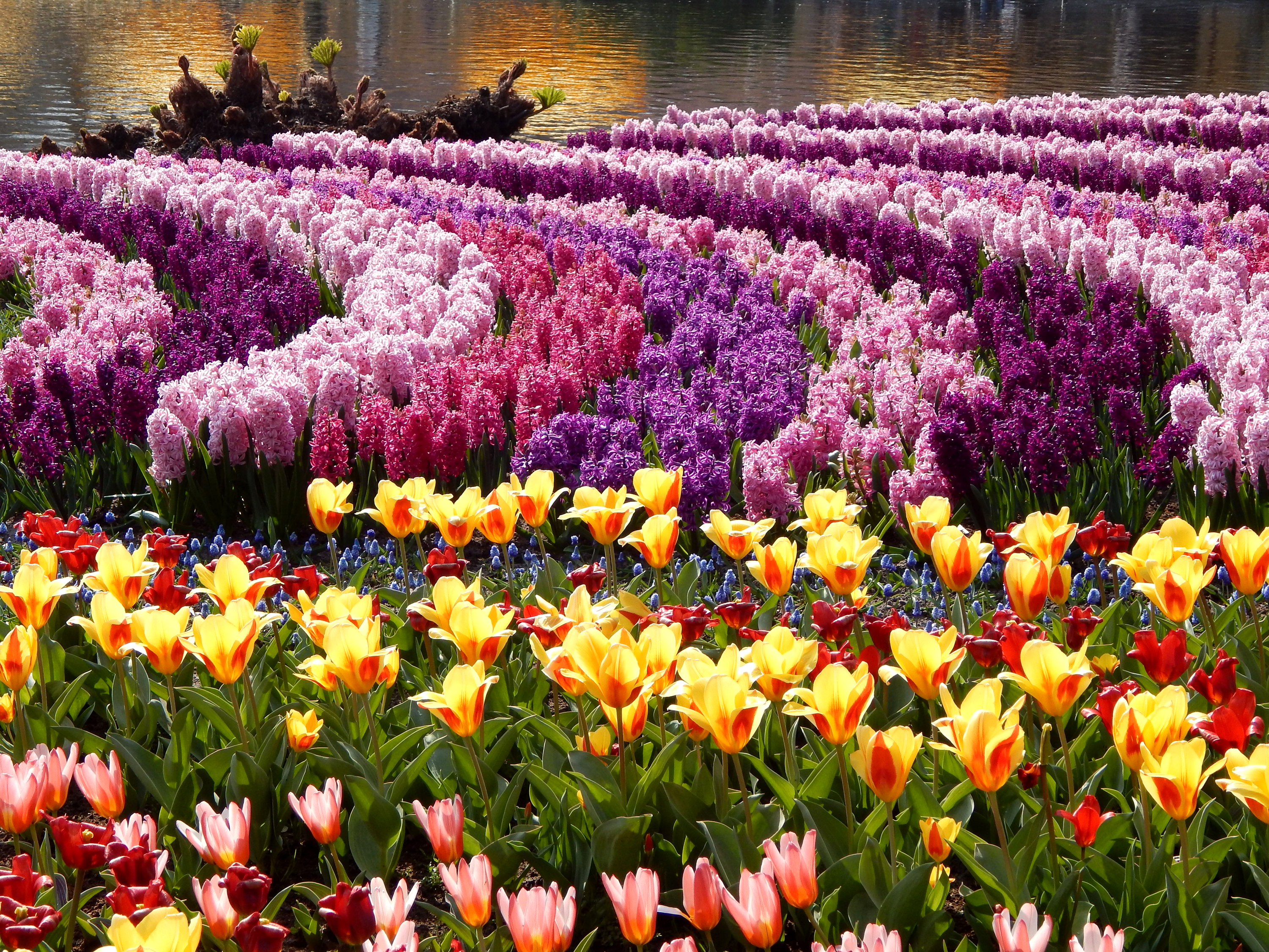 Cvety. Парк Асикага цветение тюльпанов. Поля крокусов Голландия. Сад - Асикага тюльпаны.. Шикарные цветы.