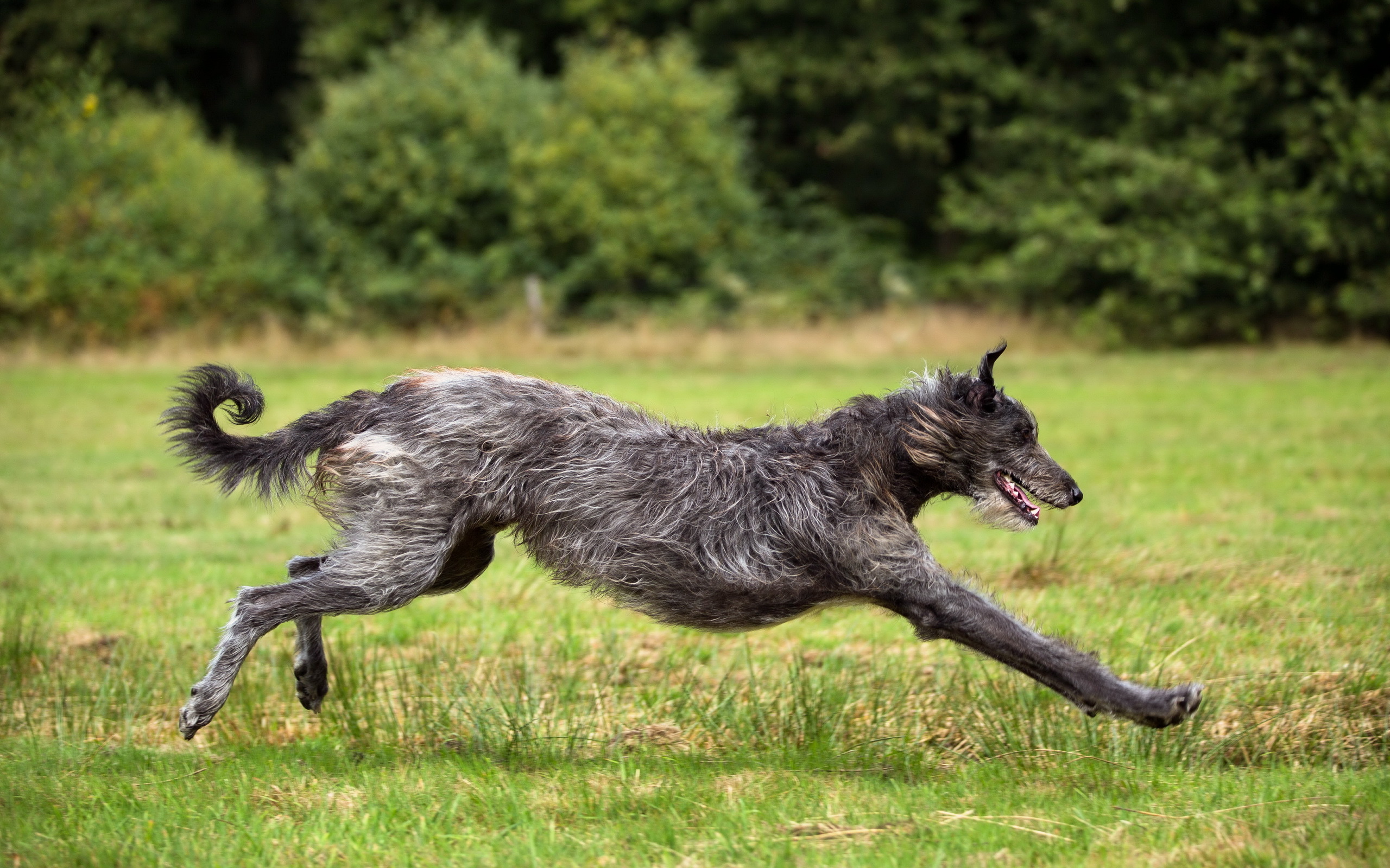 Foto hund Lauf Gras Tiere 2560x1600 Hunde Laufen Laufsport ein Tier