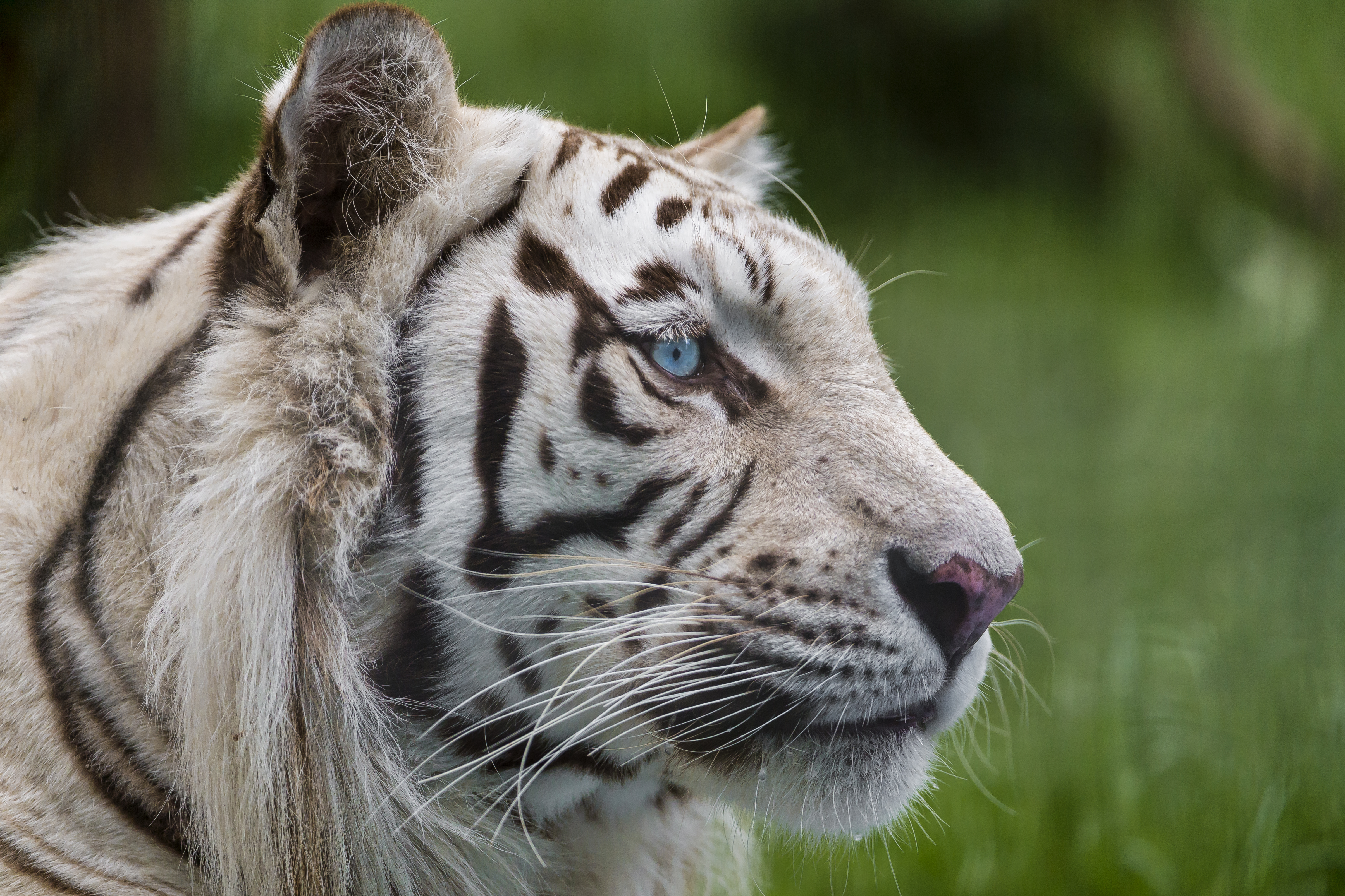 Foto Tigrar Pantherinae Vit Djur Blick tiger ser