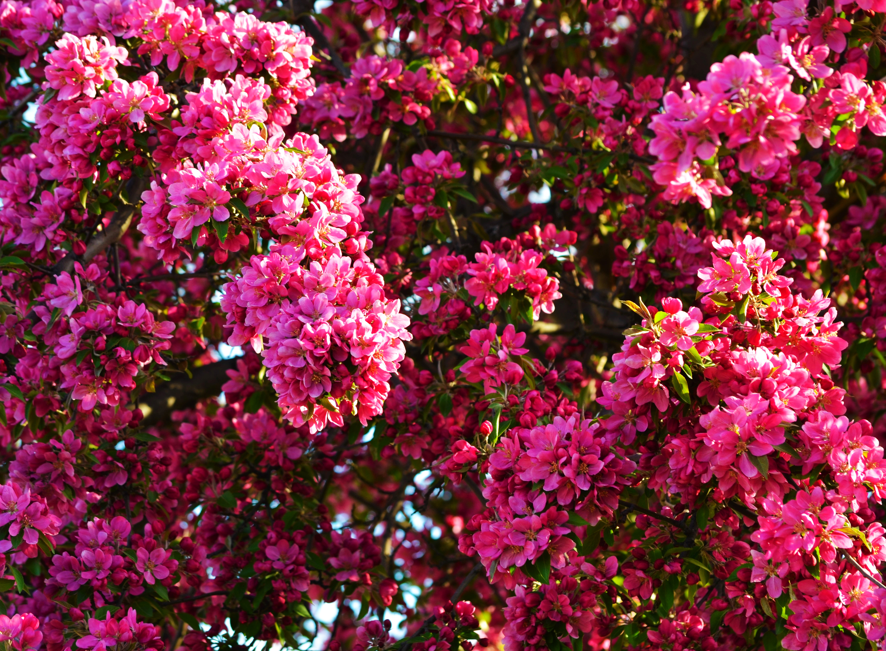 壁紙 3650x2680 花の咲く木 ピンク 花 ダウンロード 写真