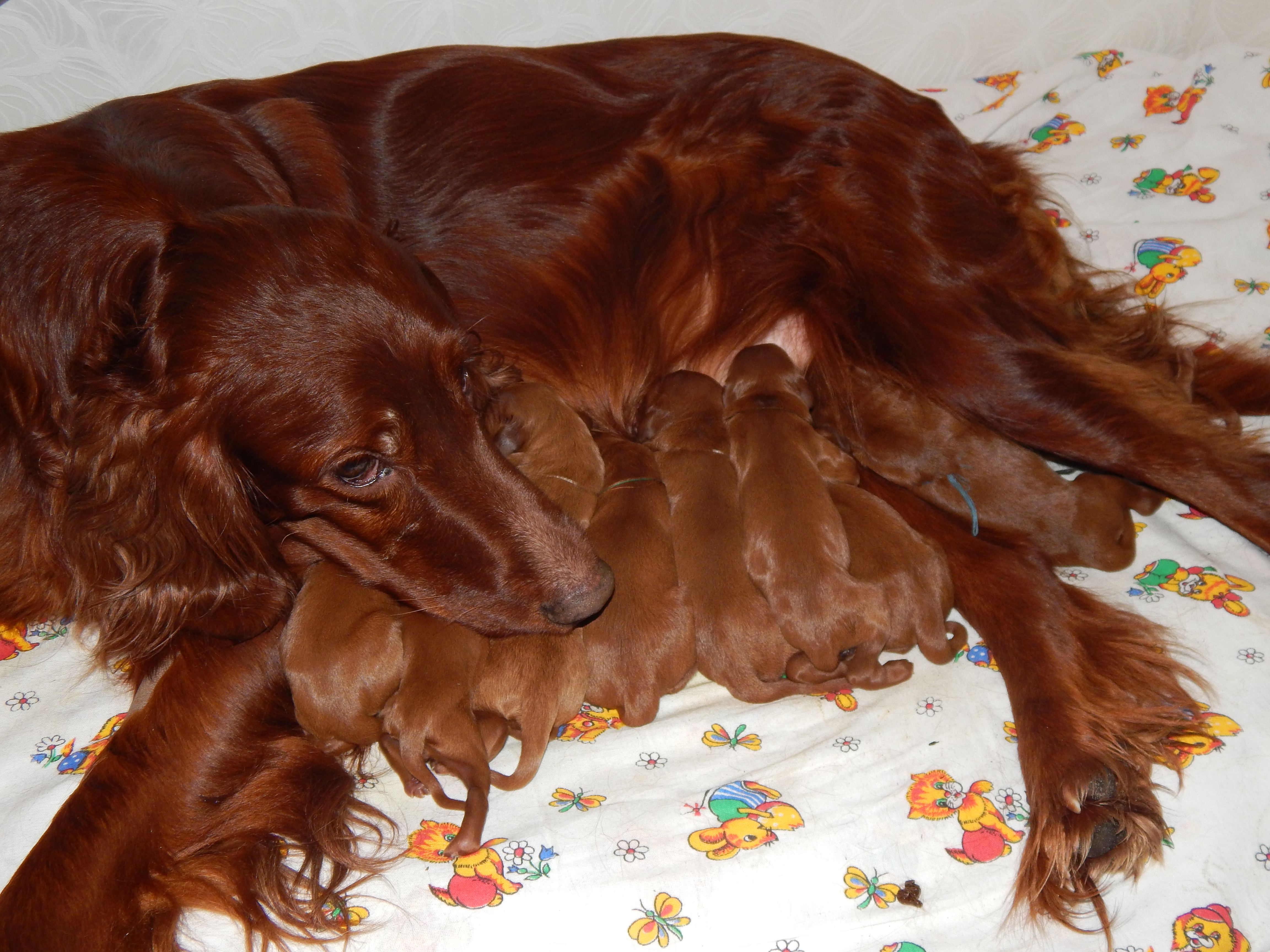 Afbeeldingen puppy Ierse setter hond een dier 4608x3456 Pup pups Honden Dieren