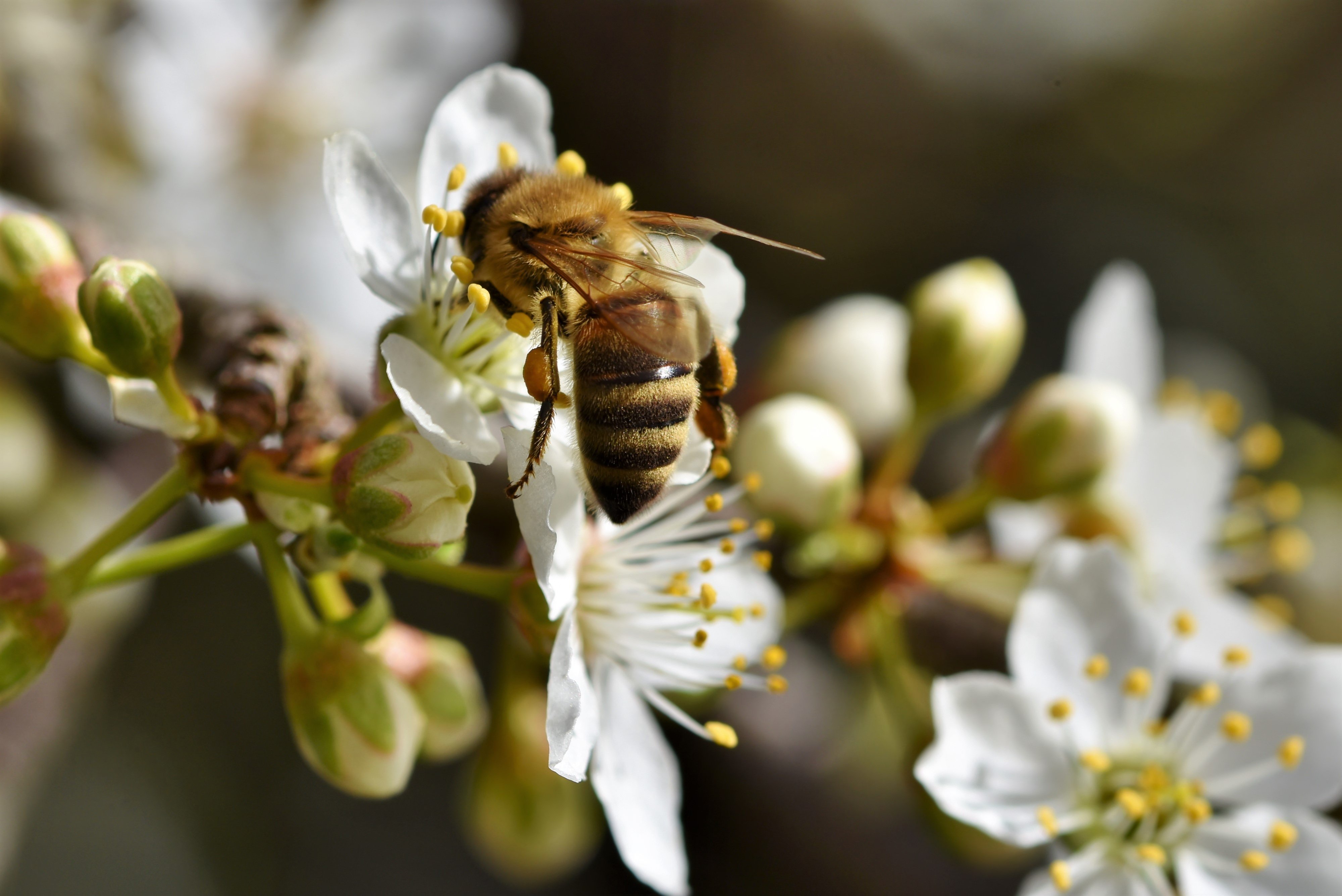 Achtergrond Bijen Insecten onscherpe achtergrond Dieren van dichtbij 4000x2671 bij Bokeh Close-up een dier
