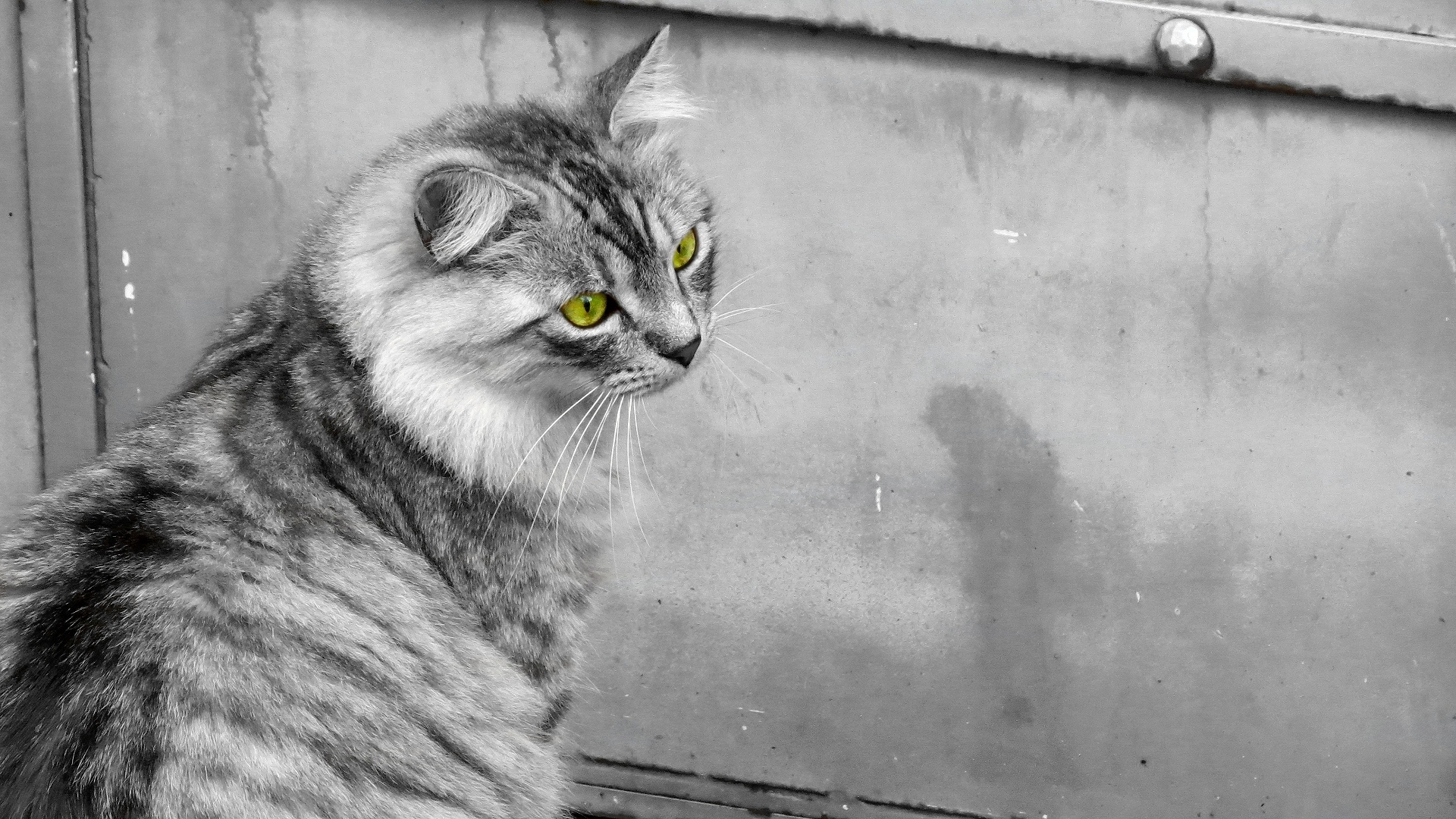 Foto Katze Starren ein Tier 1920x1080 Katzen Hauskatze Blick Tiere