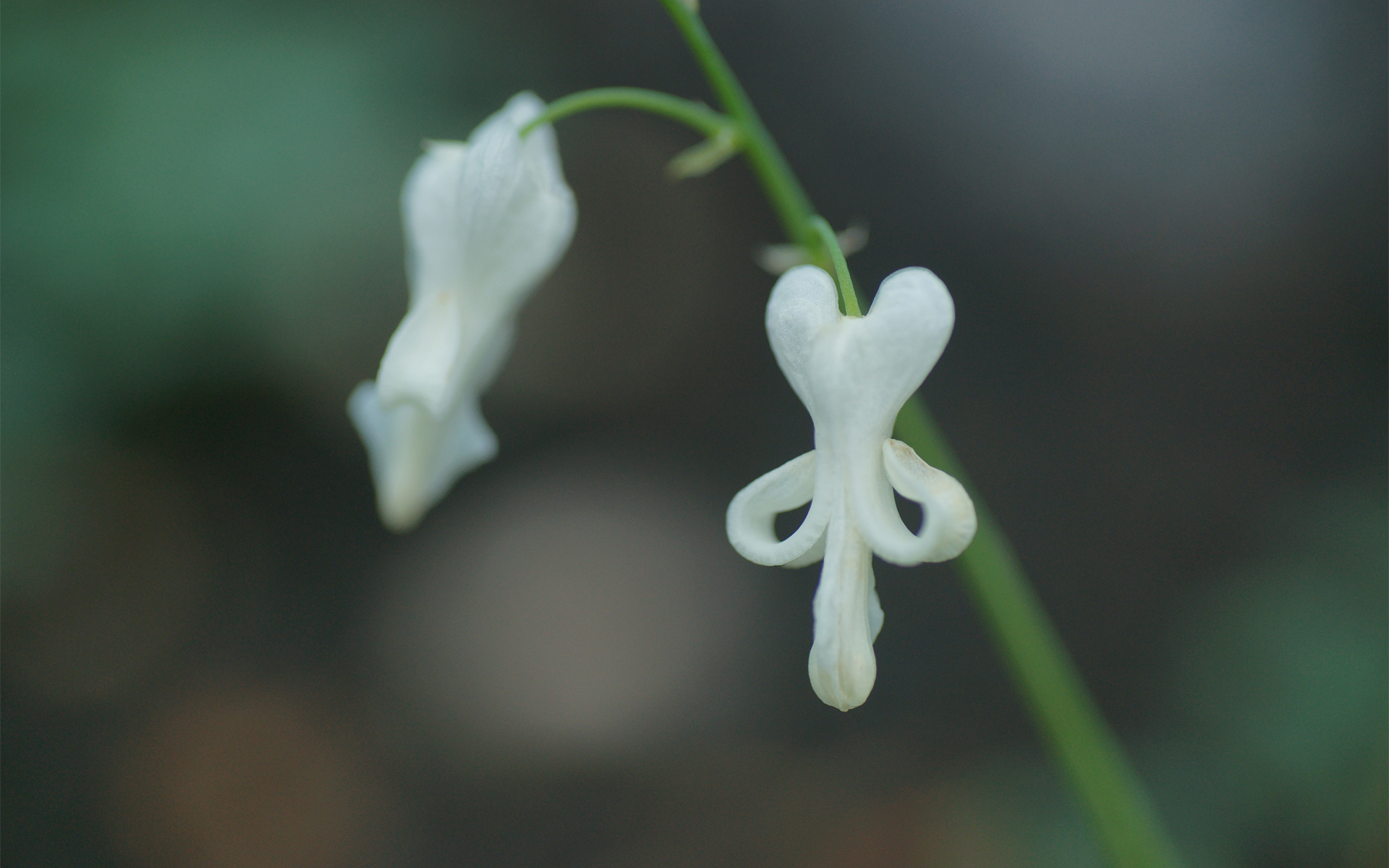 Achtergrond Wit Bloemen Dicentra Close-up witte bloem van dichtbij