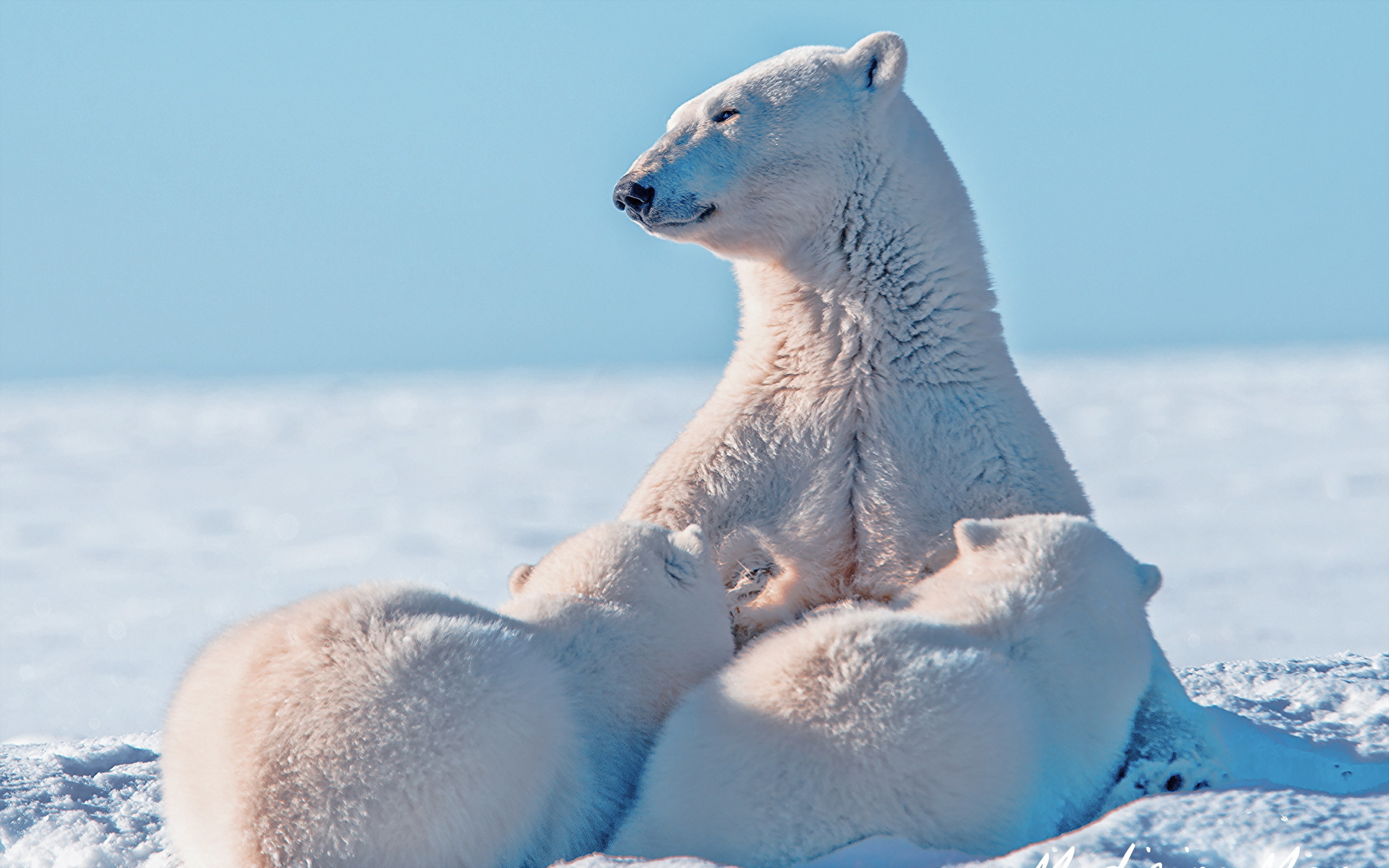 Photos Polar bears bear Snow animal 2560x1600 Bears Animals