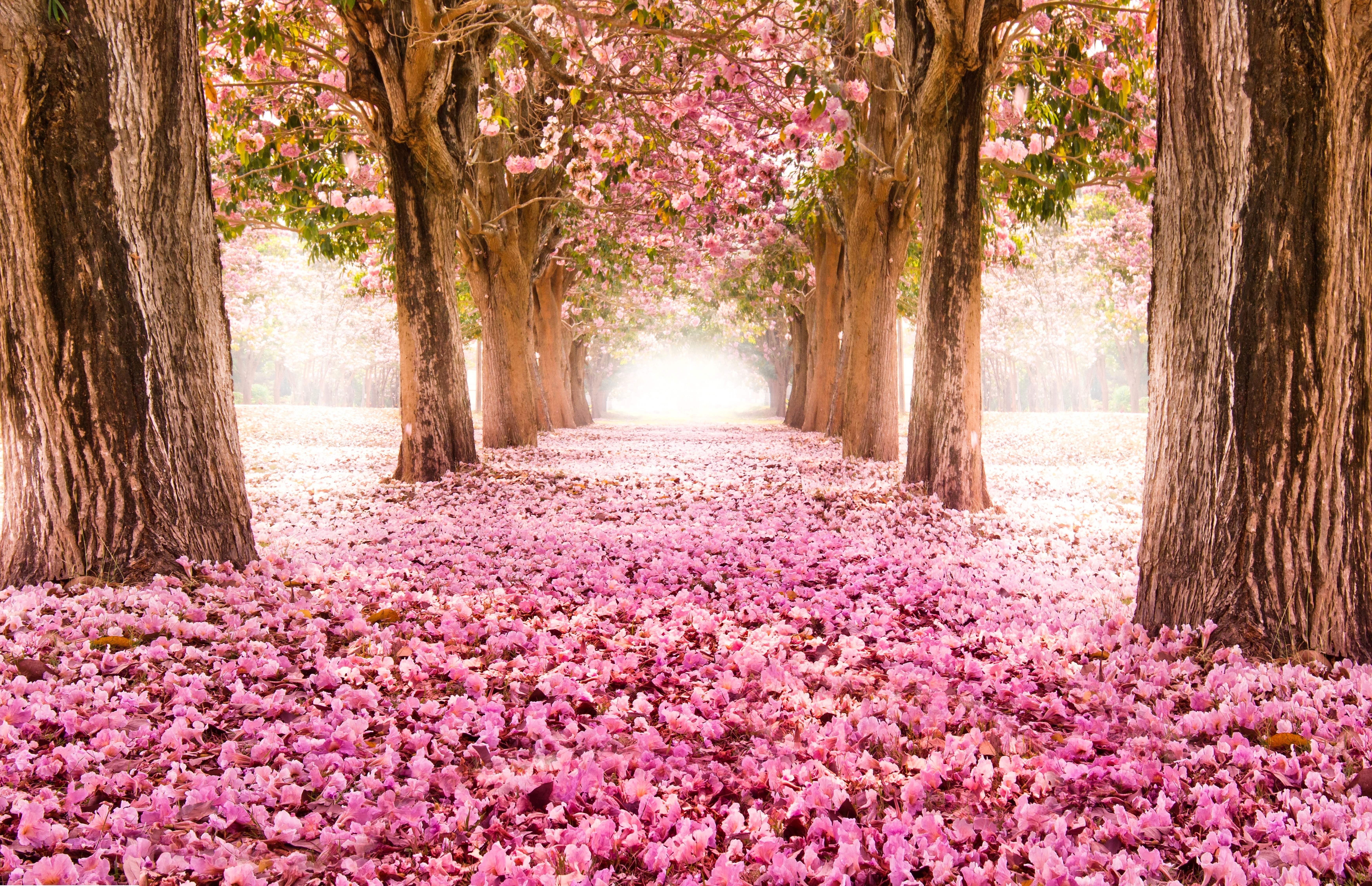 Картинки очень. Розовое дерево. Красивая природа. Пейзаж цветы. Розовый лес.