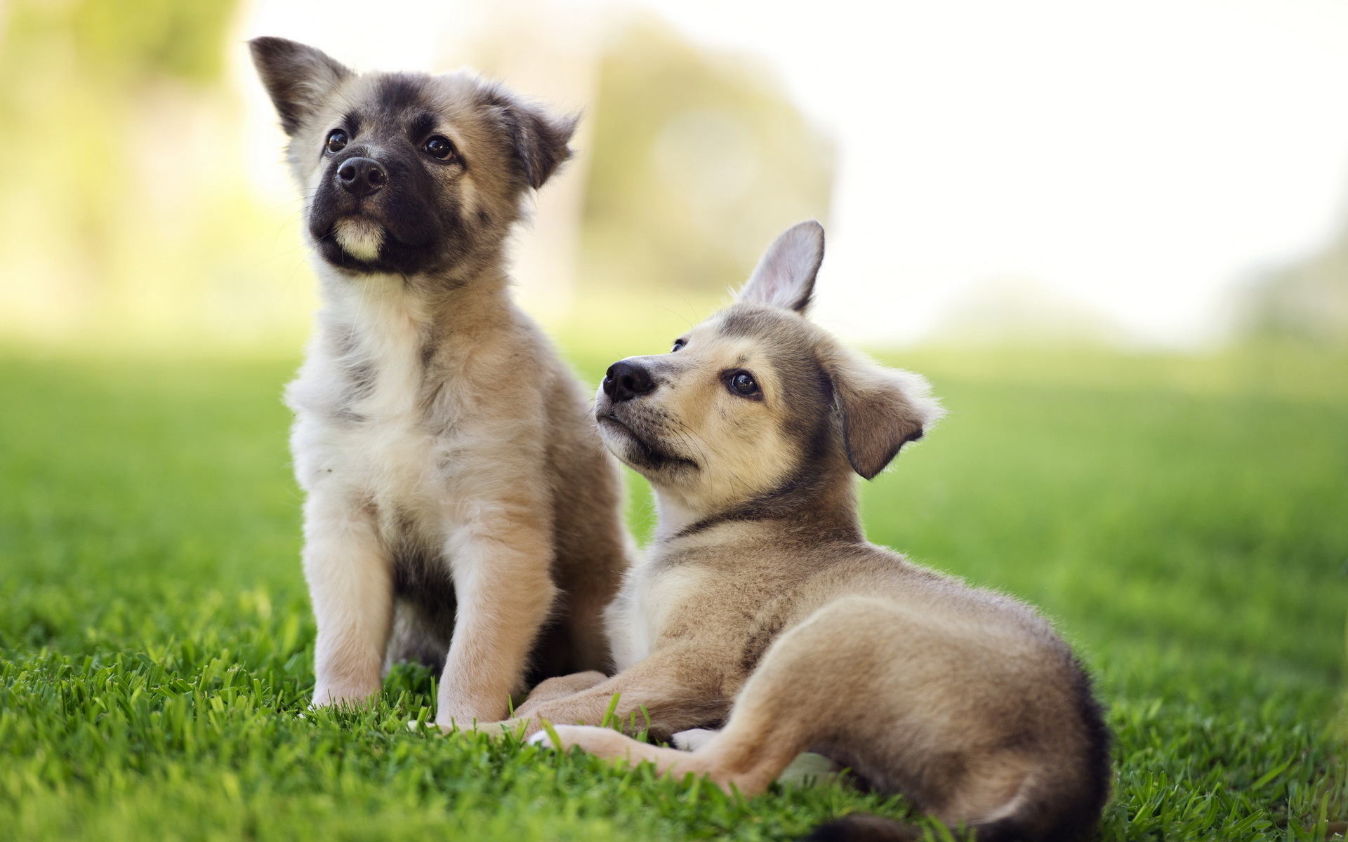 Image puppies Dogs Grass Animals 1920x1200