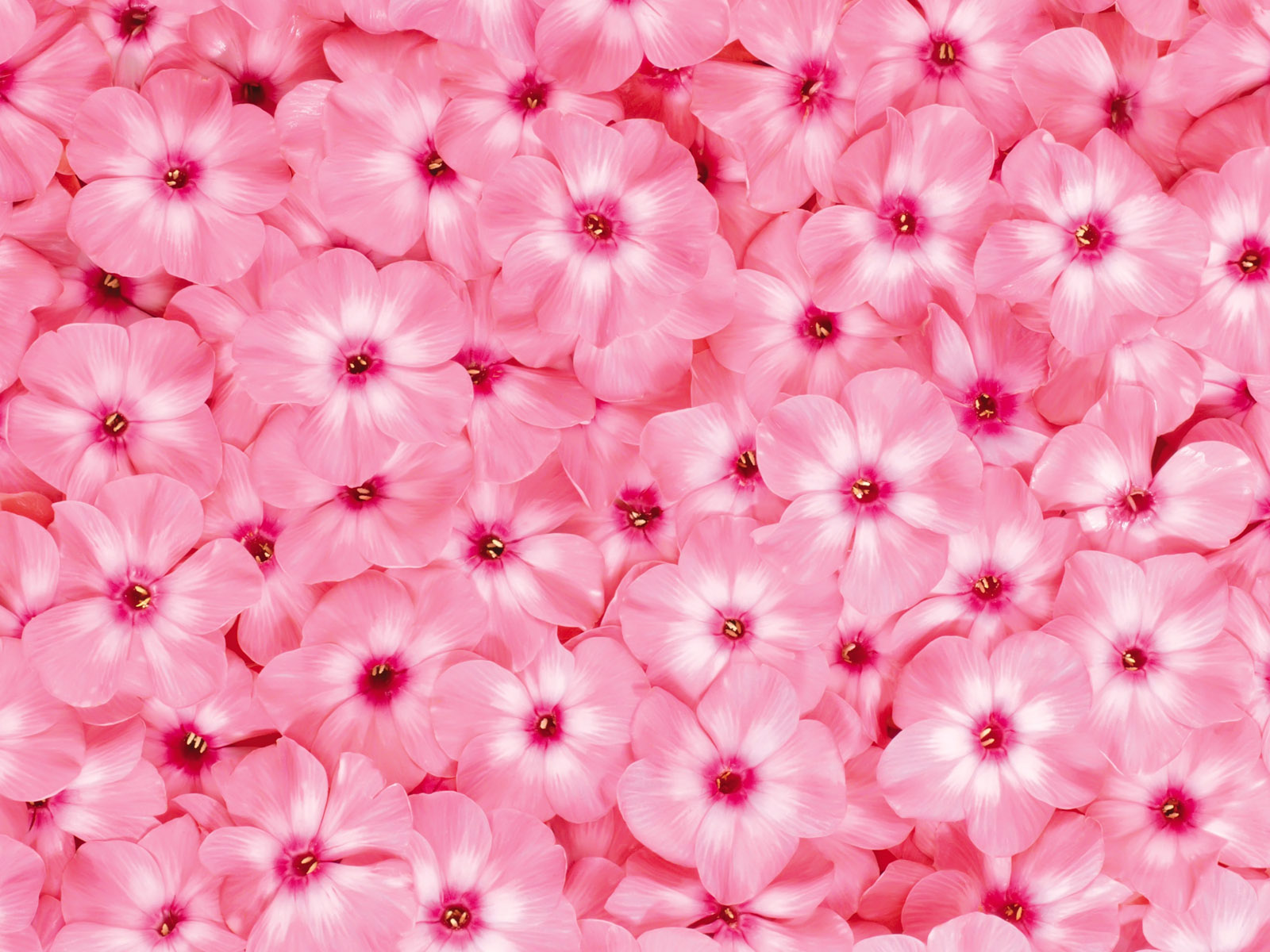 Featured image of post Hintergrundbilder Natur Rosa - 1242x2208 rosa wände, iphone hintergrundbilder, iphone 5s, rosa mode, rosa zeug, androide, zubehör, collage, pink.