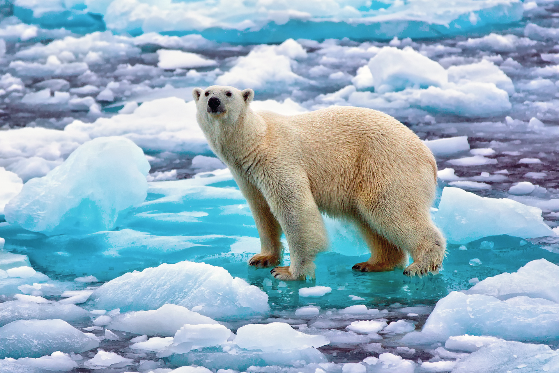 Северный ледовитый животный мир. Северный Ледовитый океан белый медведь. Северный Ледовитый океан Полярный медведь. Белый Полярный медведь на льдине. Белые медведи в Арктике.