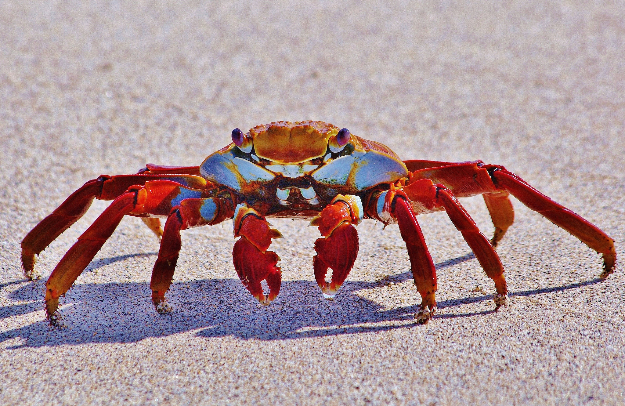 Photos Crabs Arthropoda animal Closeup 2048x1330 Animals
