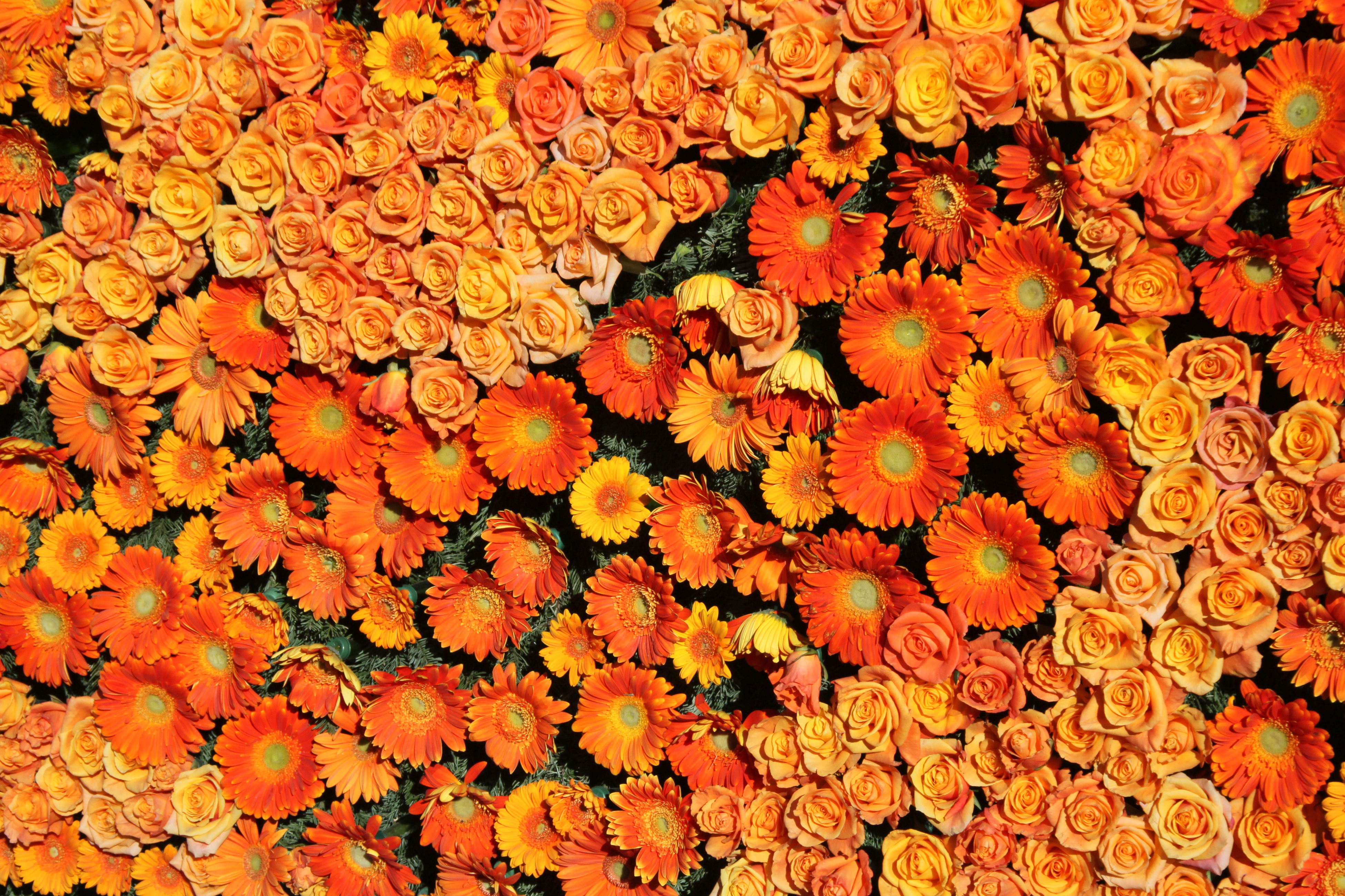 壁紙 3900x2600 バラ ガーベラ たくさん テクスチャー オレンジ色 花 ダウンロード 写真