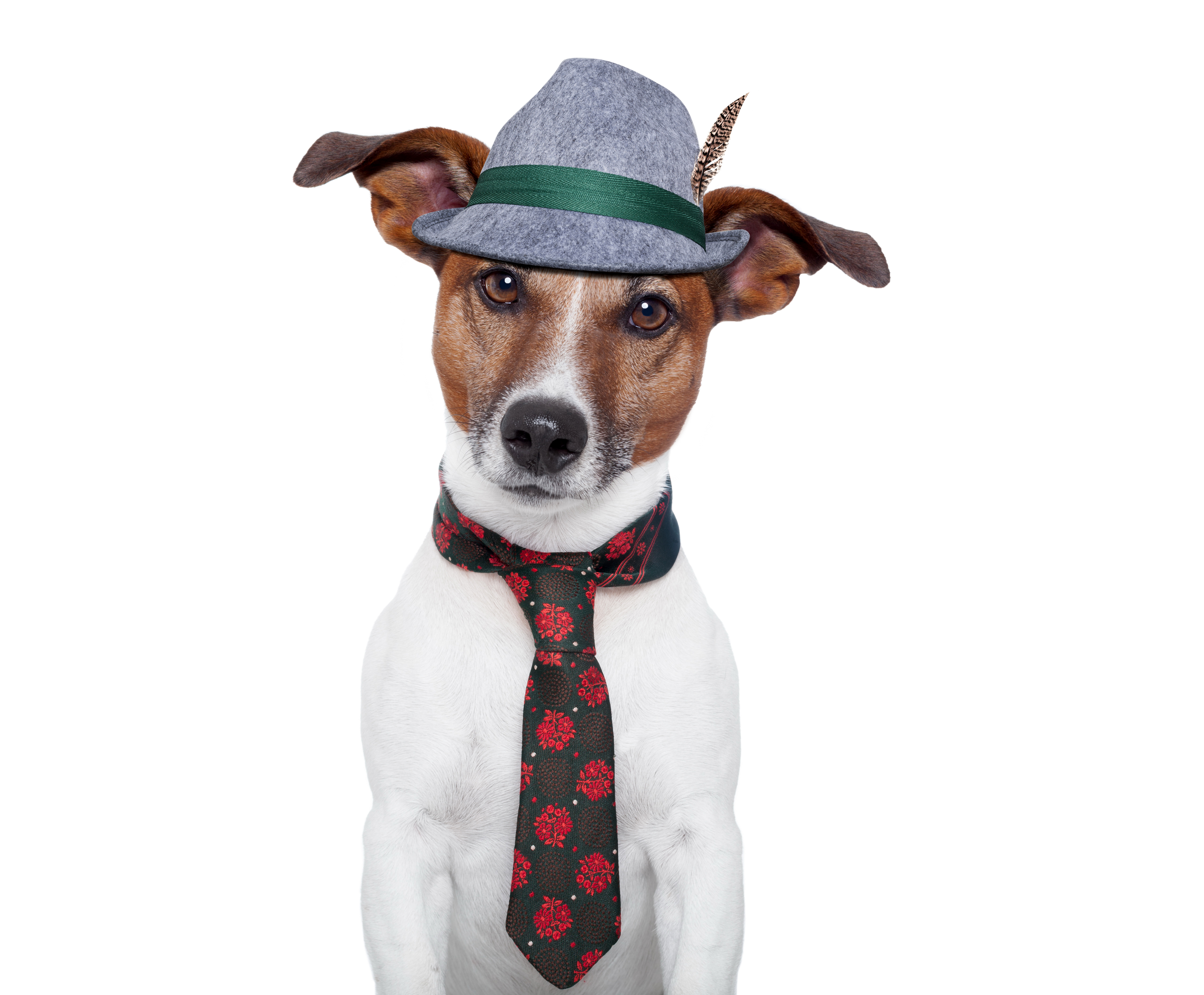 Fuera de Agua con gas inversión Image animal Jack Russell terrier dog Hat Necktie Funny 6000x4960