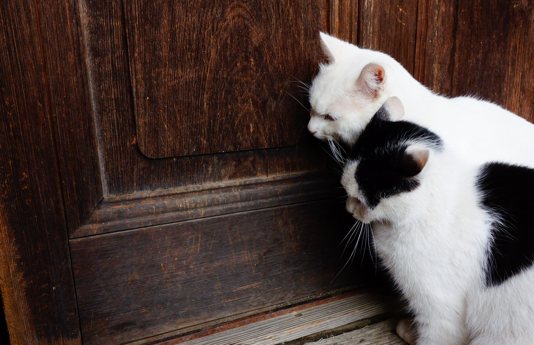 2 котика рядом. Дверь для кошки. Кошка возле двери. Кошка закрытыми дверями. Котики около двери.