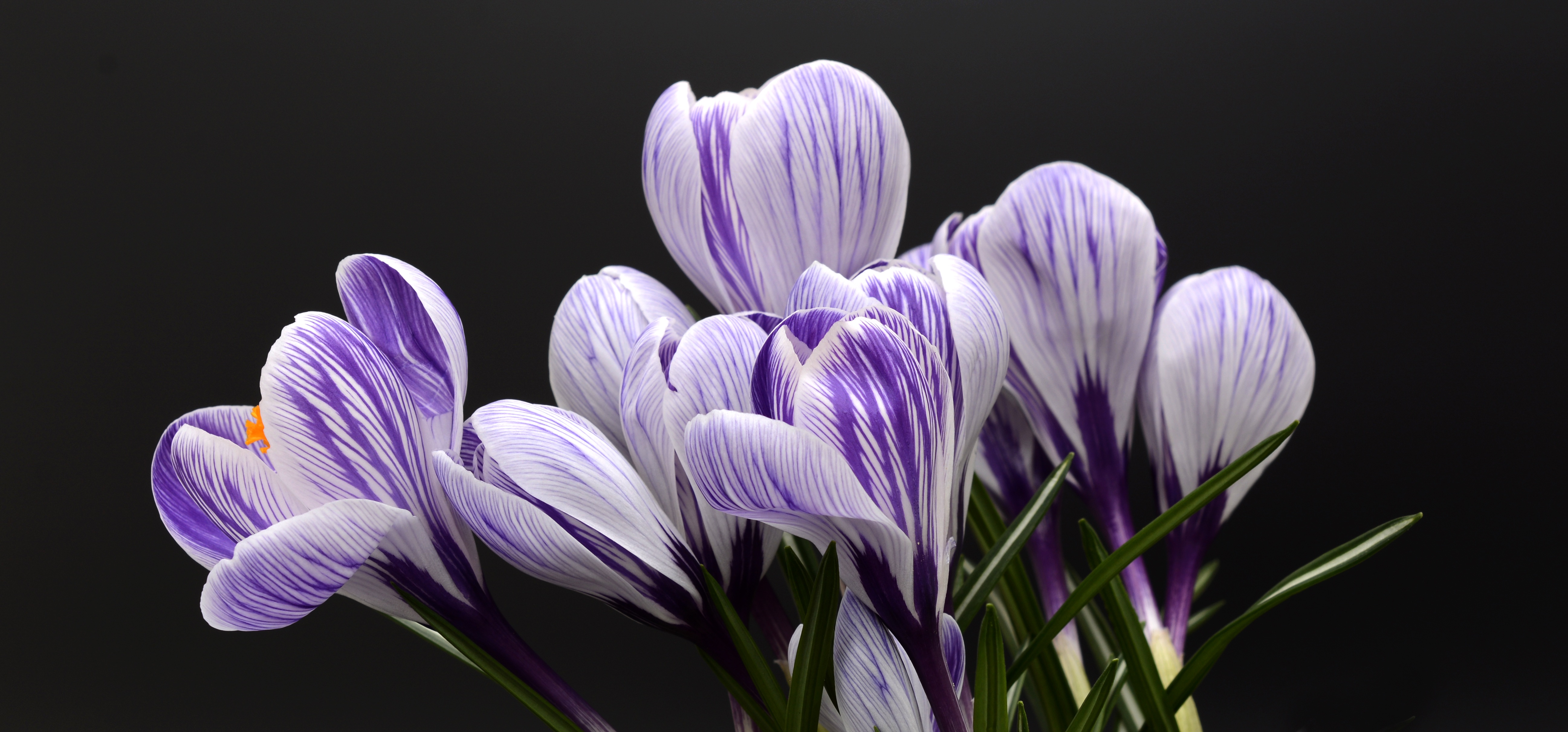 Achtergronden bureaublad Bloemen Krokussen van dichtbij Zwarte achtergrond 5188x2424 bloem krokus Close-up