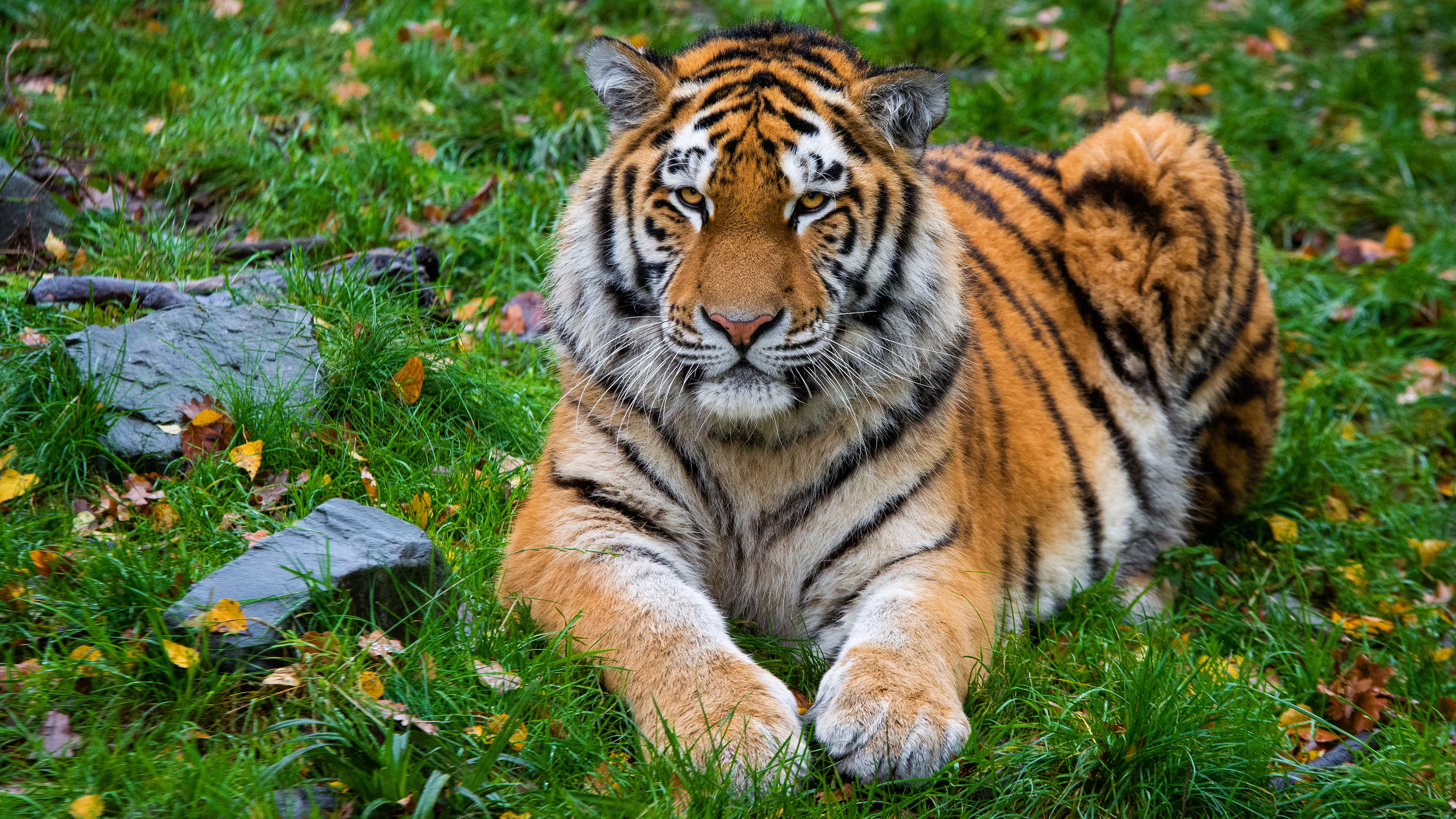 Papeis de parede Tigre Fauve Ver Focinho 3D Gráfica Animalia baixar imagens