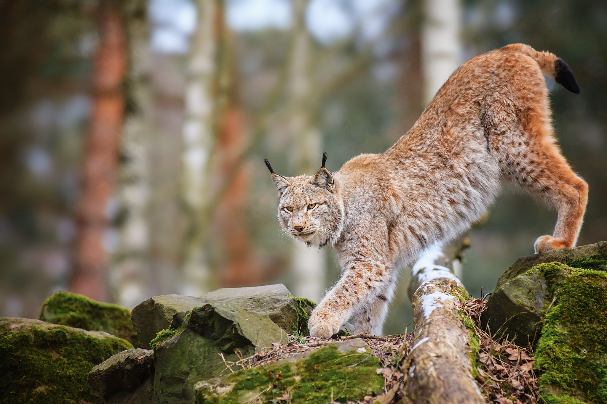 Lynx's. Рысь Линкс. Обыкновенная Рысь Lynx Lynx. Гималайская Рысь. Рысь Уссурийской тайги.