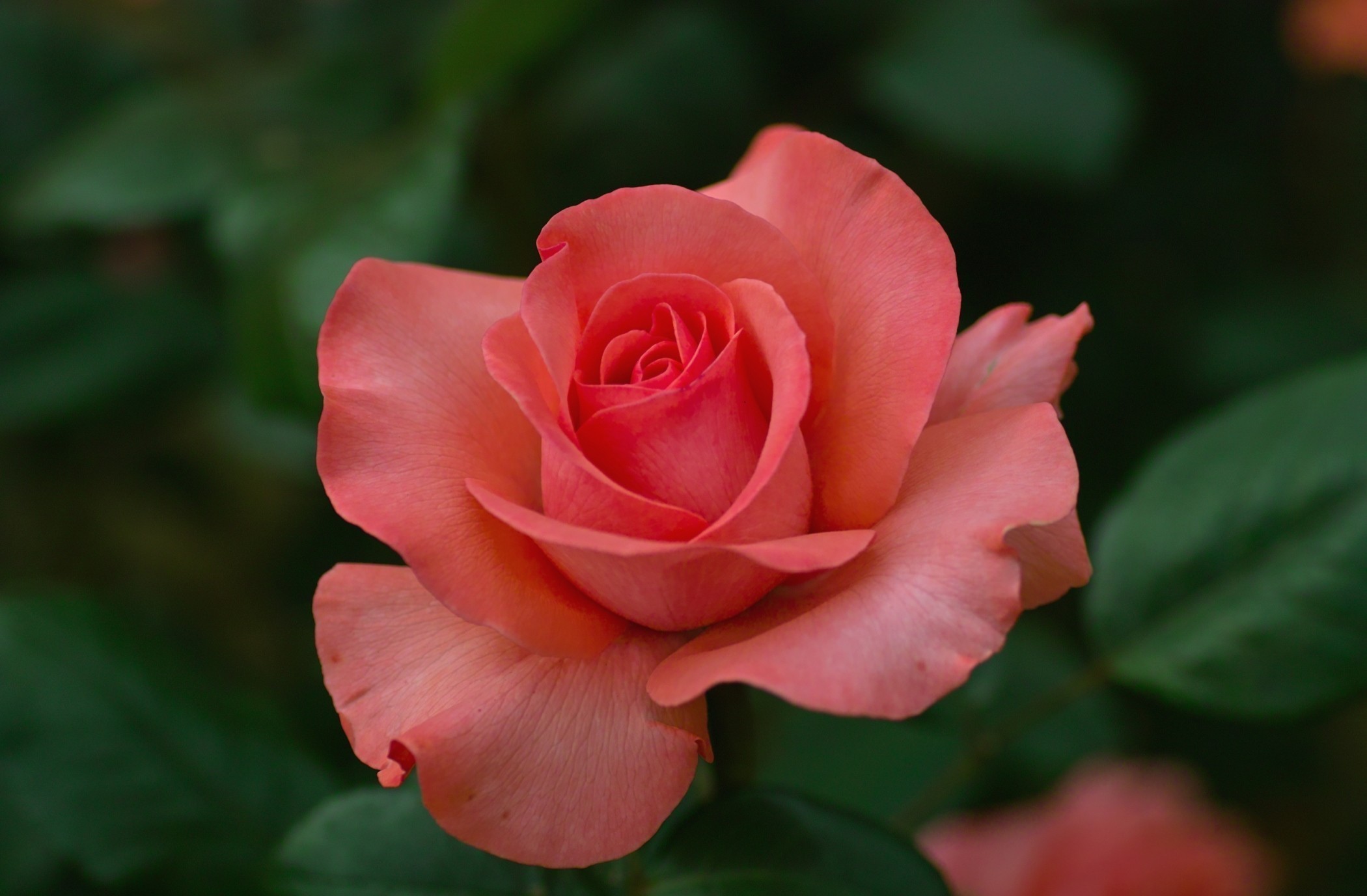 Картинка Розы Цветы Крупным планом роза цветок вблизи