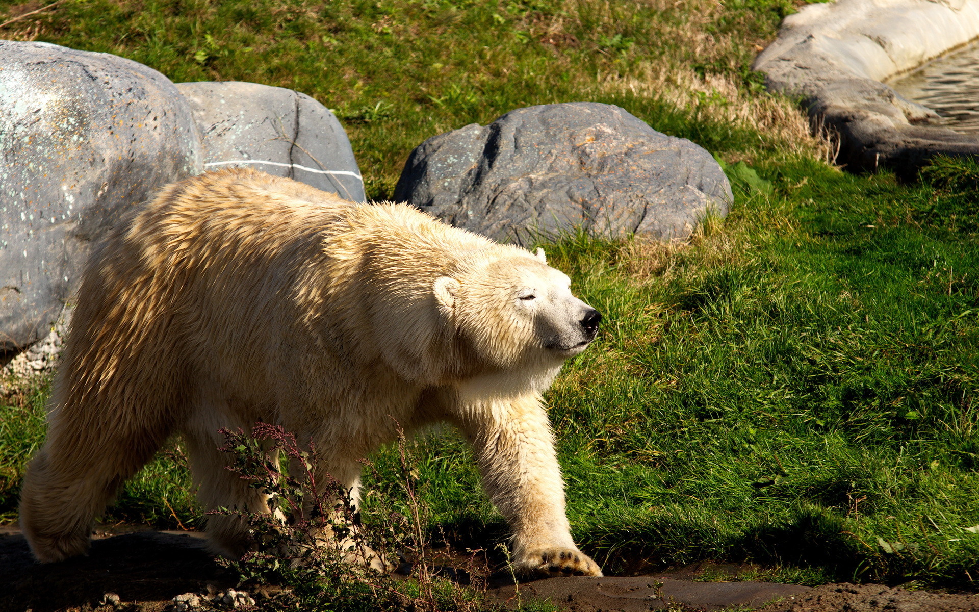 1920x1200 Osos Oso polar Hierba animales, un animal, un oso Animalia