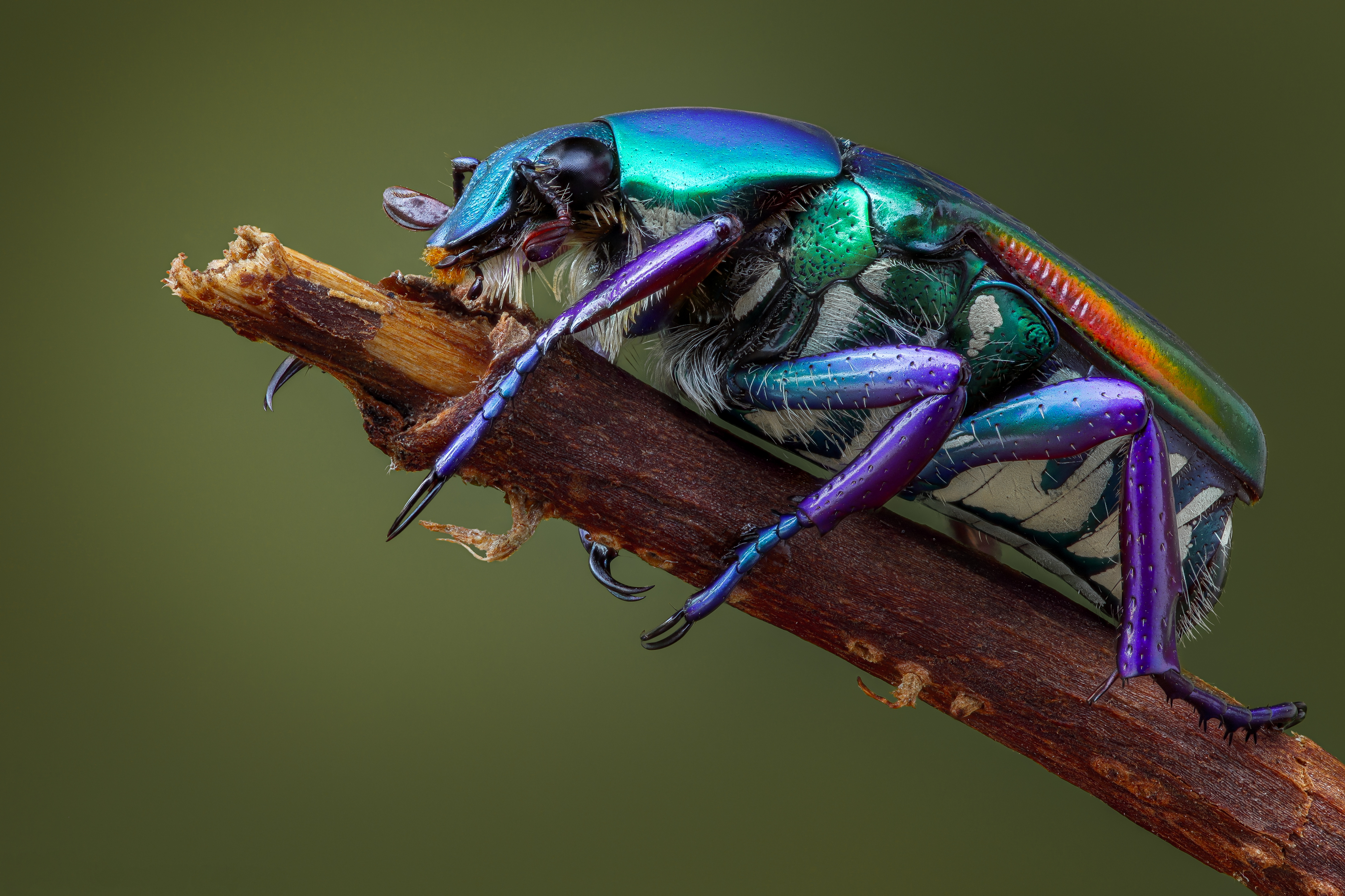 Bilder på skrivbordet Insekter Skalbaggar pygora sanguineomarginata Djur Närbild 4500x3000 skalbagge
