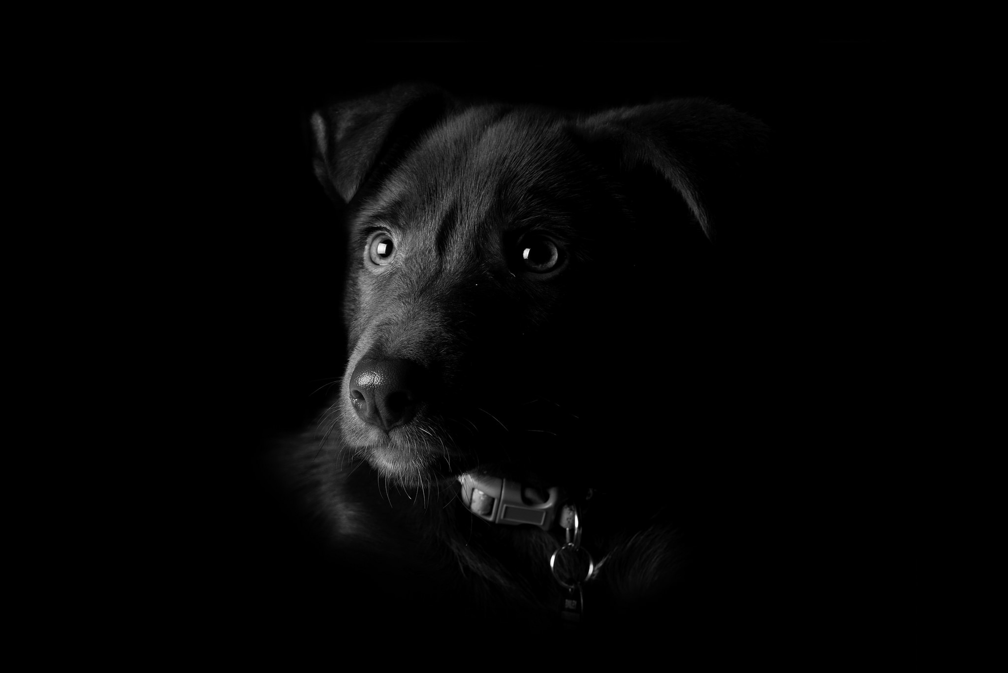 Собака на черном фоне. Собака на темном фоне. Черная собака на черном фоне. Черный фон картинка.