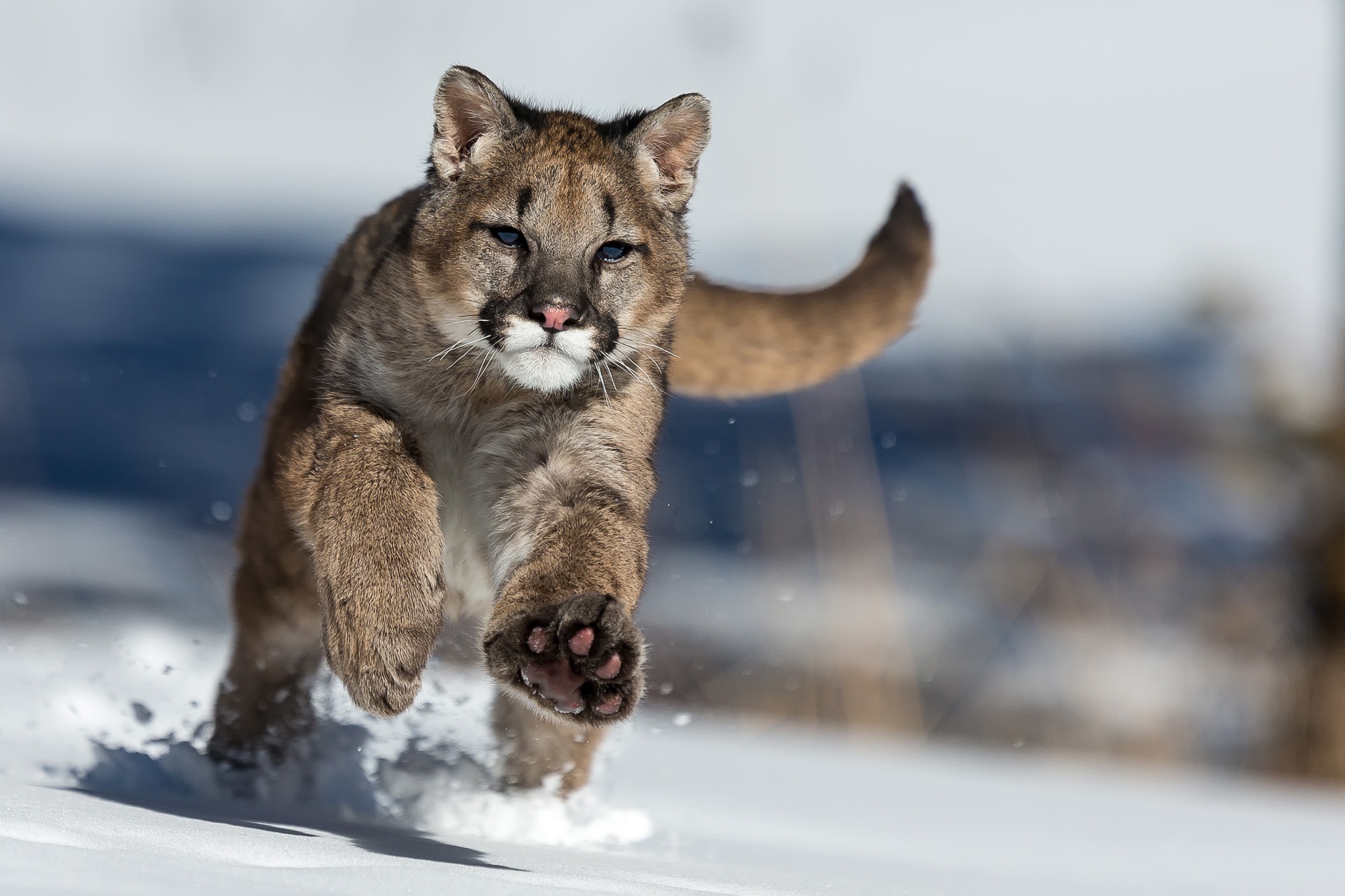Pumas Big cats Run Snow Animals 2048x1365