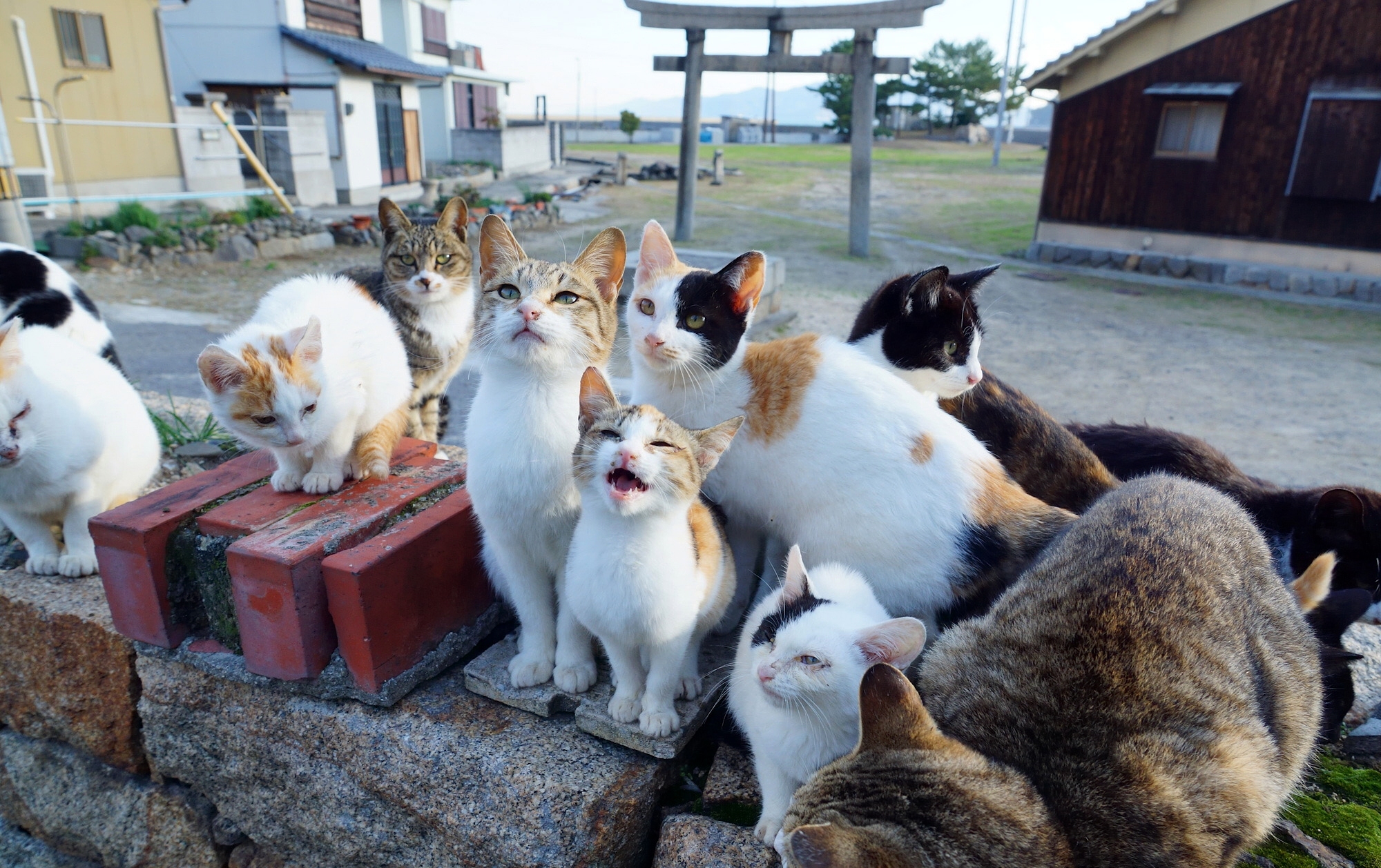 Фото где много. Много кошек. Много котиков. Остров кошек. Очень много кошек.