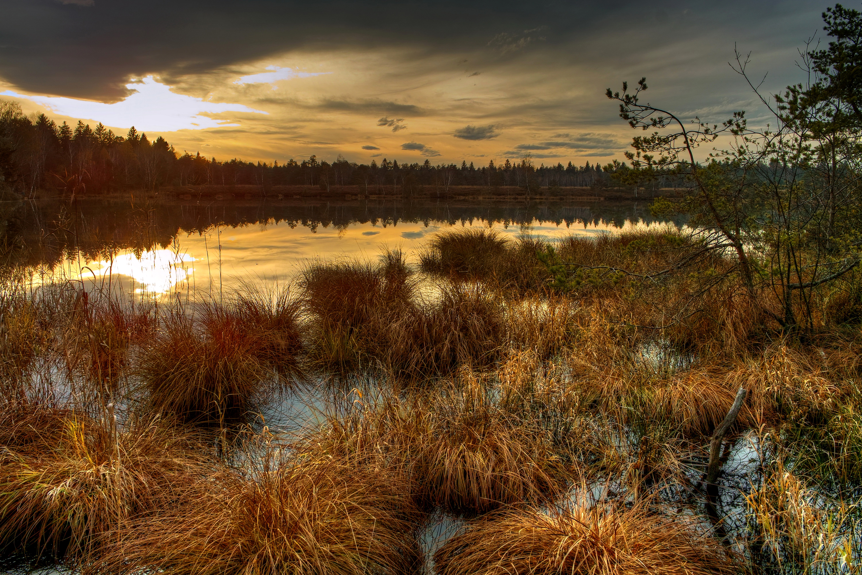 Пейзаж болота и леса. Васюганское болото. Васюганские болота реки. Васюганские болота осень. Васюганские болота пейзажи.