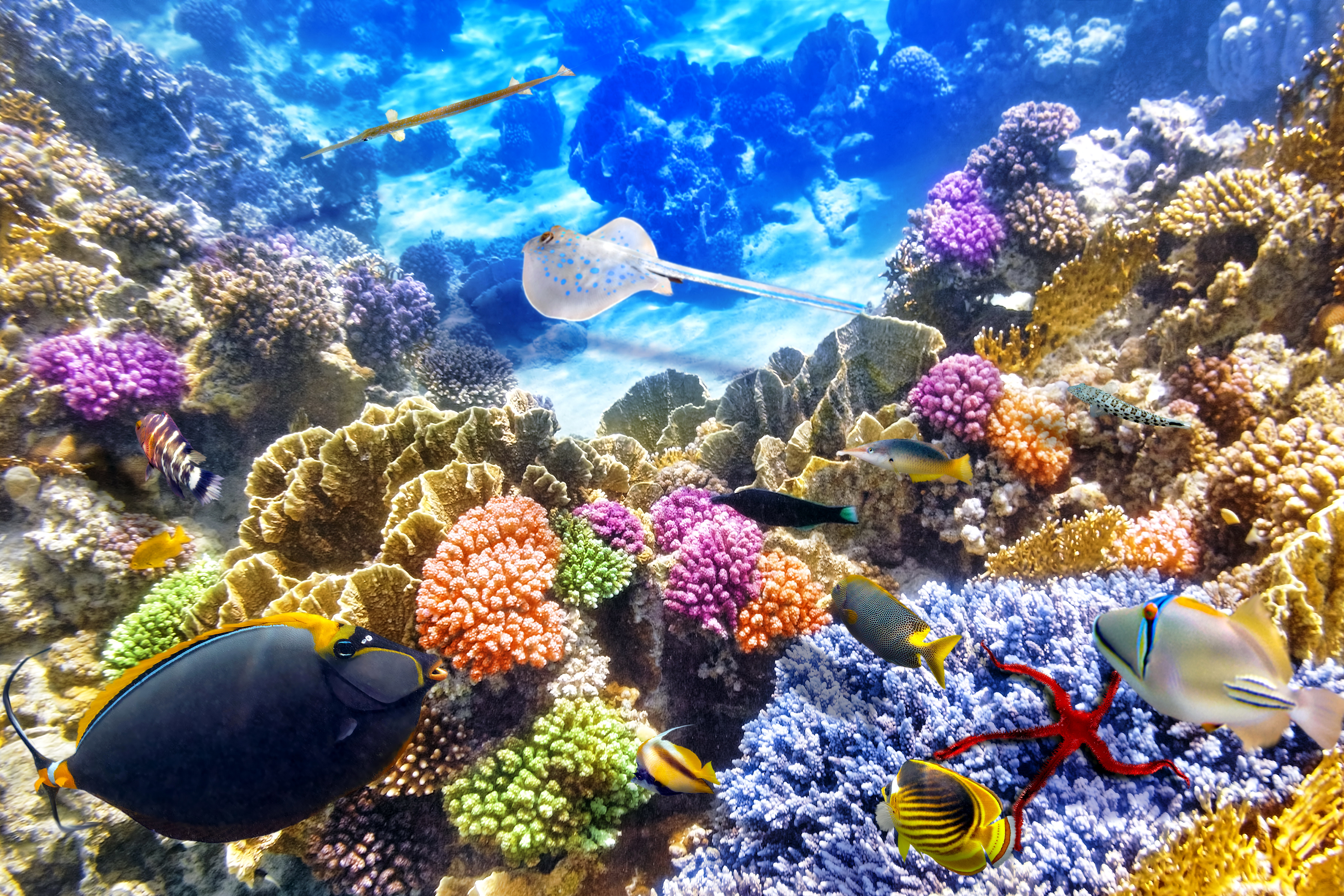 Foto Fiskar Undervattensvärlden Koraller Djur 6750x4500 fisk
