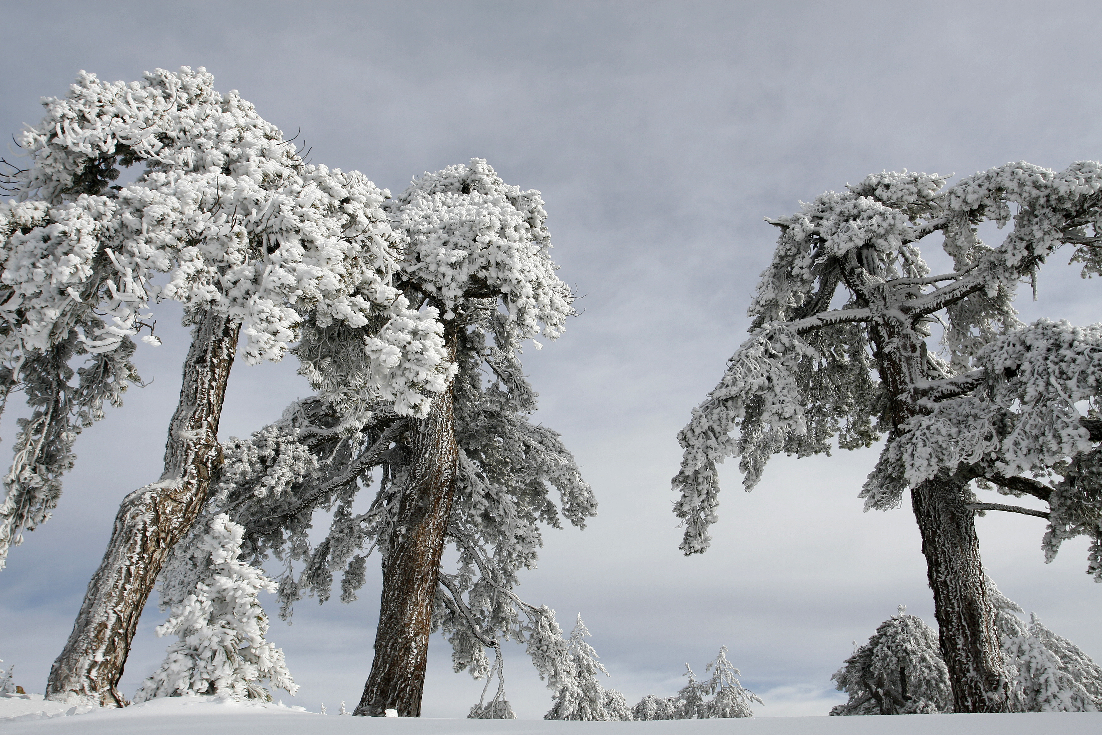 描写雪后大树的雪景图片