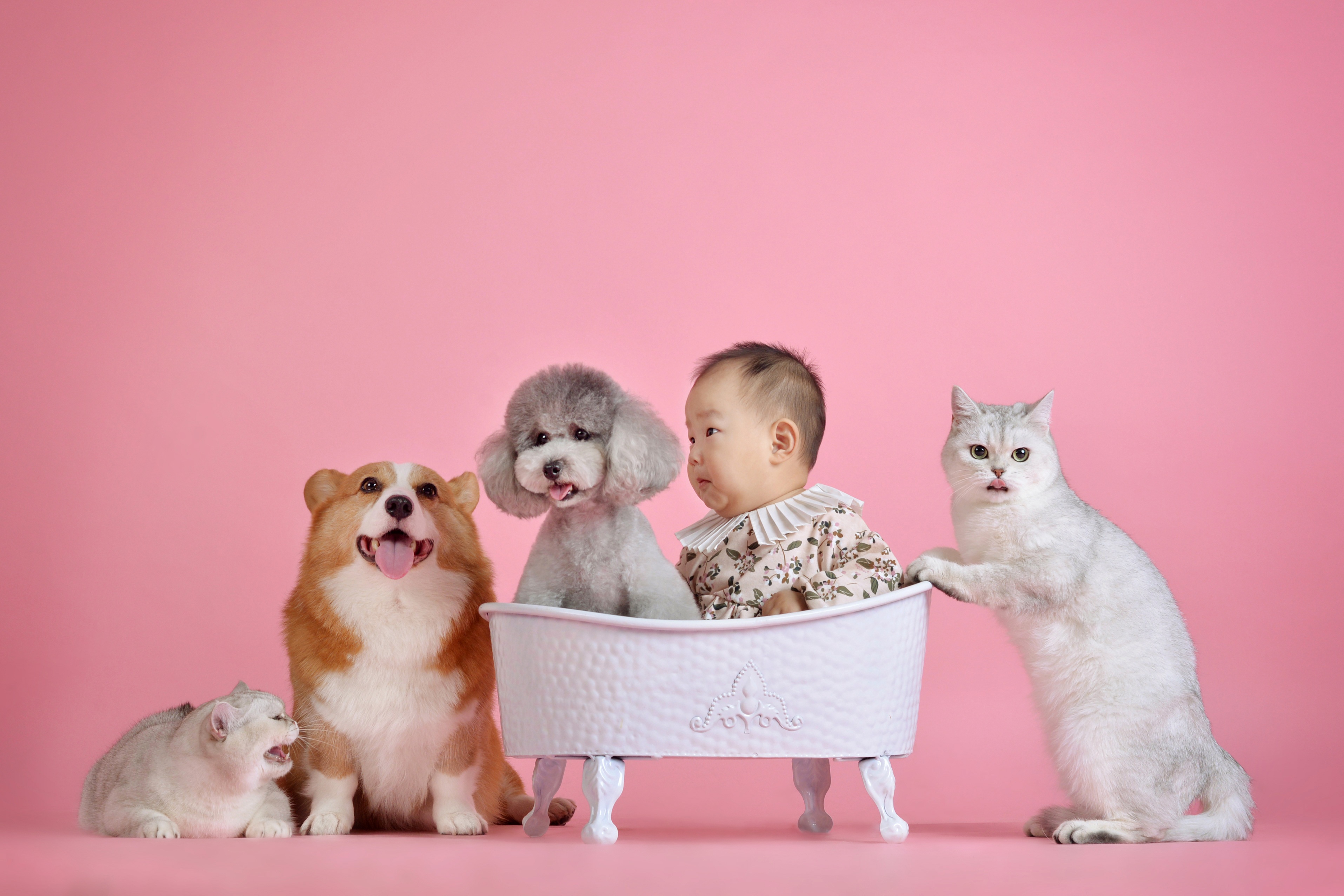 Image Poodle newborn Cats Dogs Pink background child Asian 3830x2553