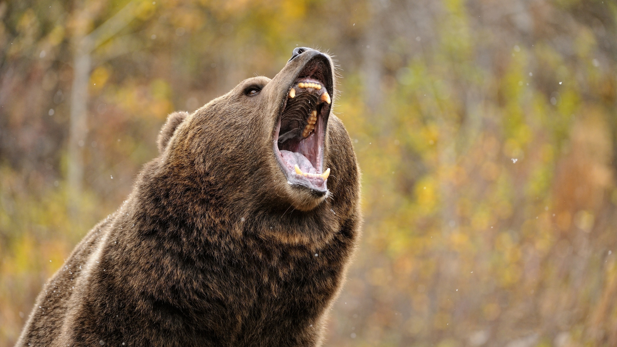 Разъярил медведя. Гризли и бурый медведь. Северная Америка медведь Гризли. Грозный медведь Гризли. Медведь Гризли злой.