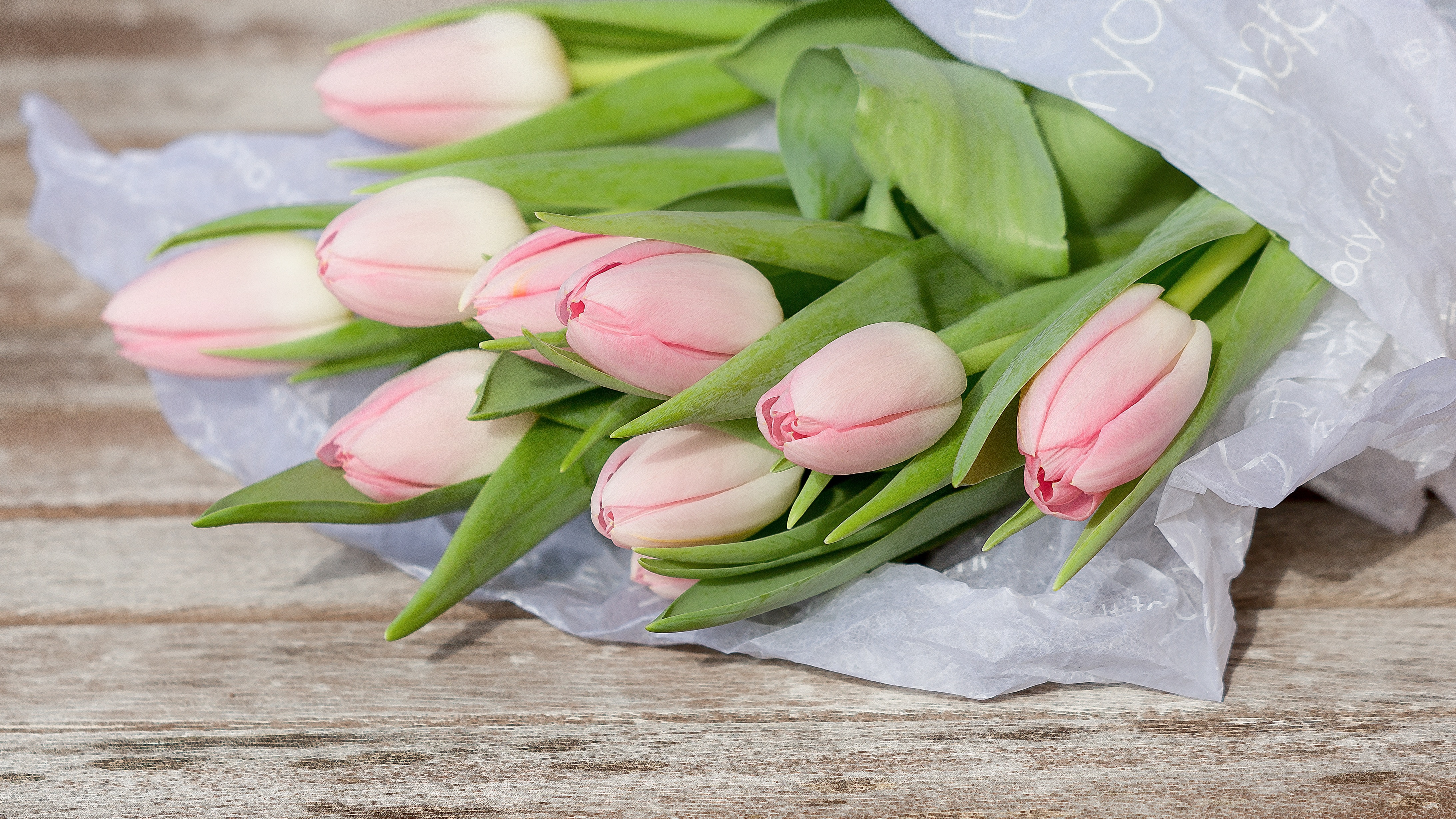 Красивые фото тюльпанов с 8. Пудровые тюльпаны. Нежно розовые тюльпаны букет. Розовые тюльпаны. Нежный букет тюльпанов.