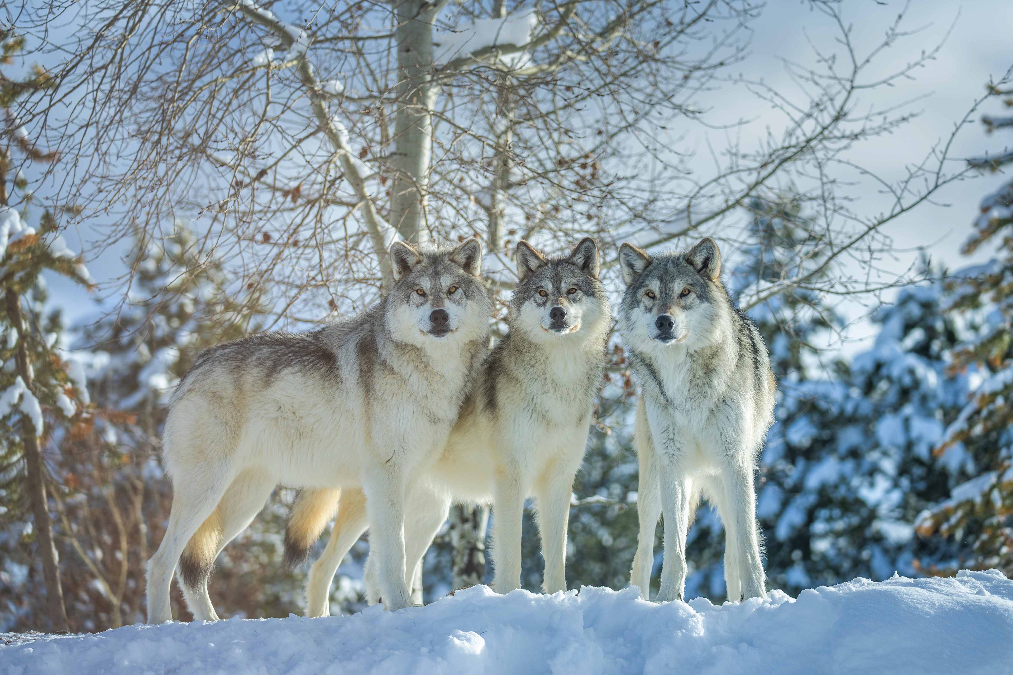 Bilder Wölfe Winter Schnee Drei 3 Tiere 3840x2560 Wolf ein Tier
