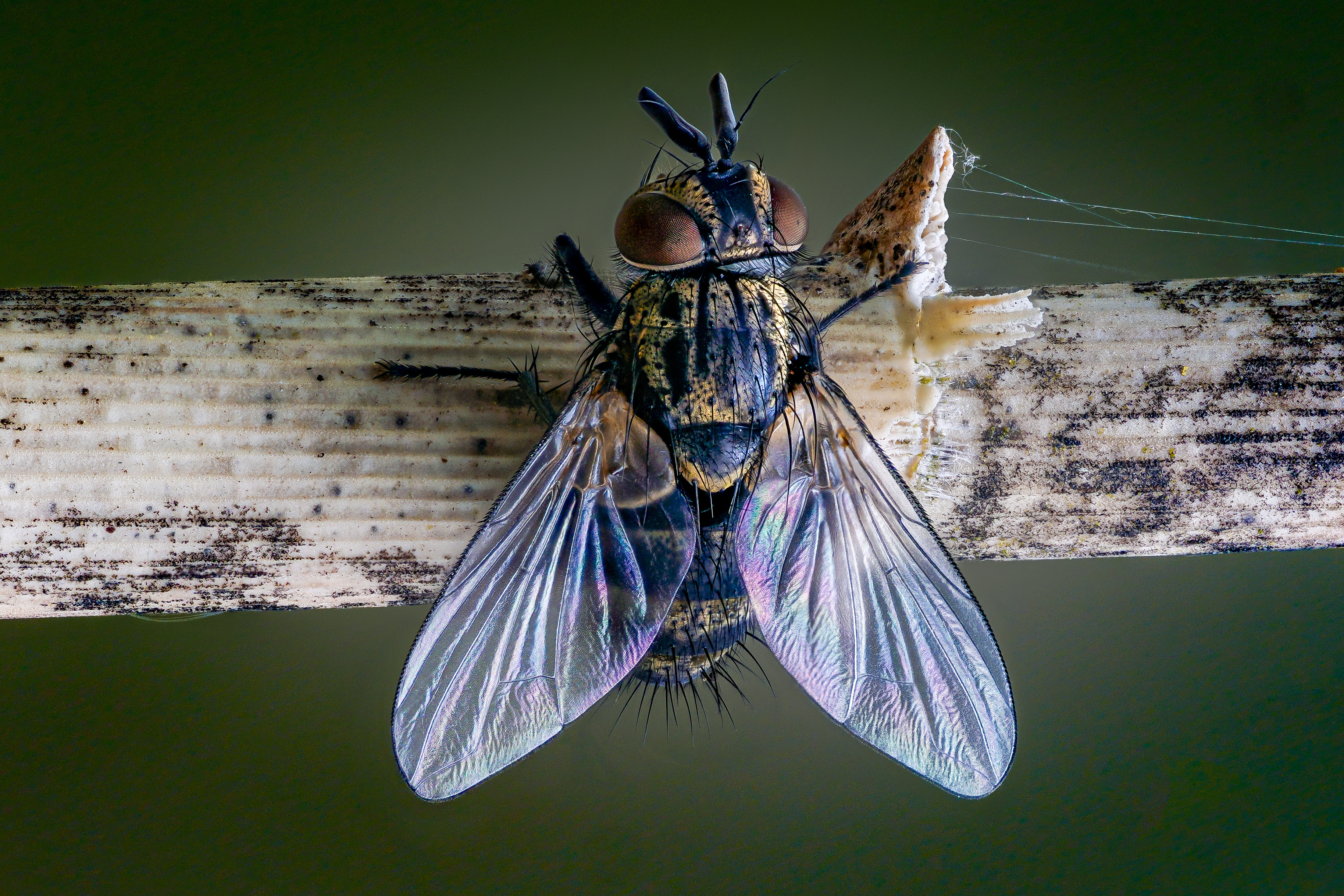 Bakgrunnsbilder Fluer Insekter Vinger Tachinid fly Dyr Nærbilde 3655x2437