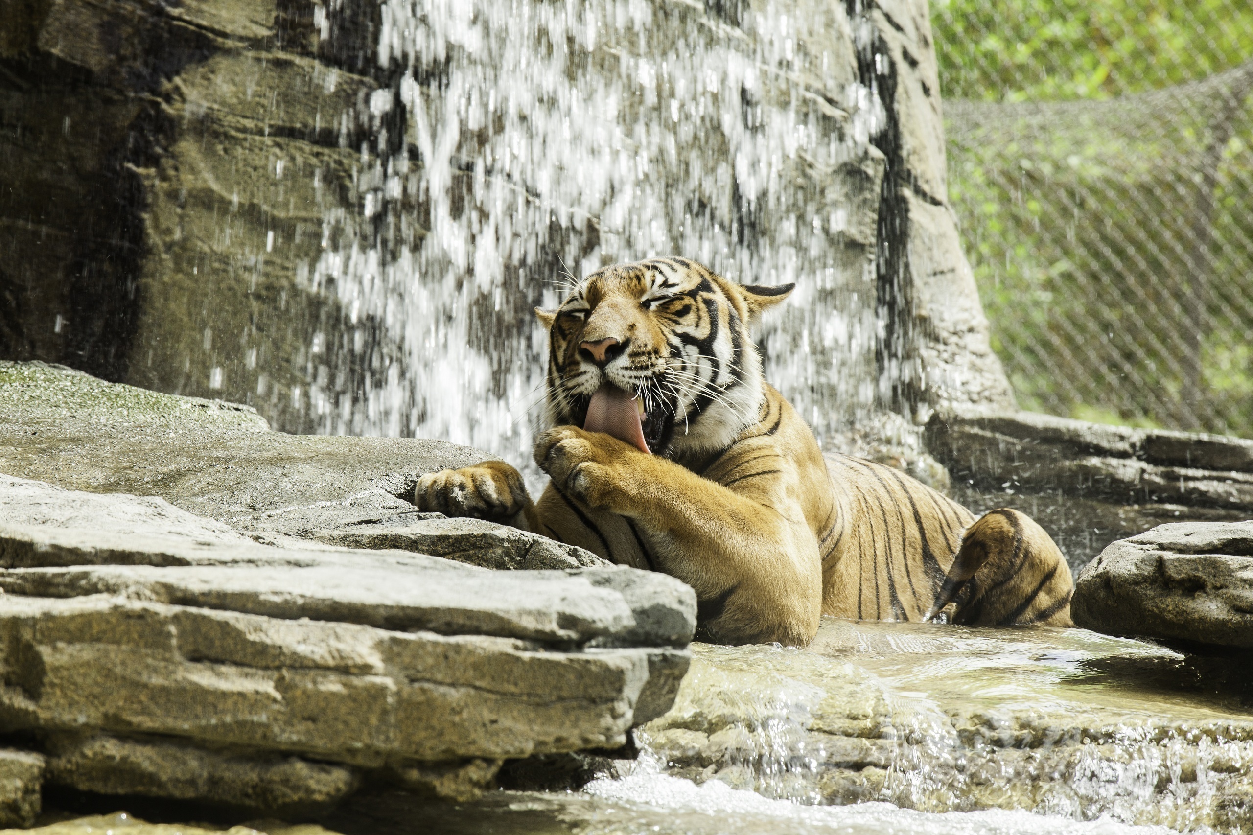 Immagine Tigri Pietre Animali 2560x1706 tigre panthera tigris animale