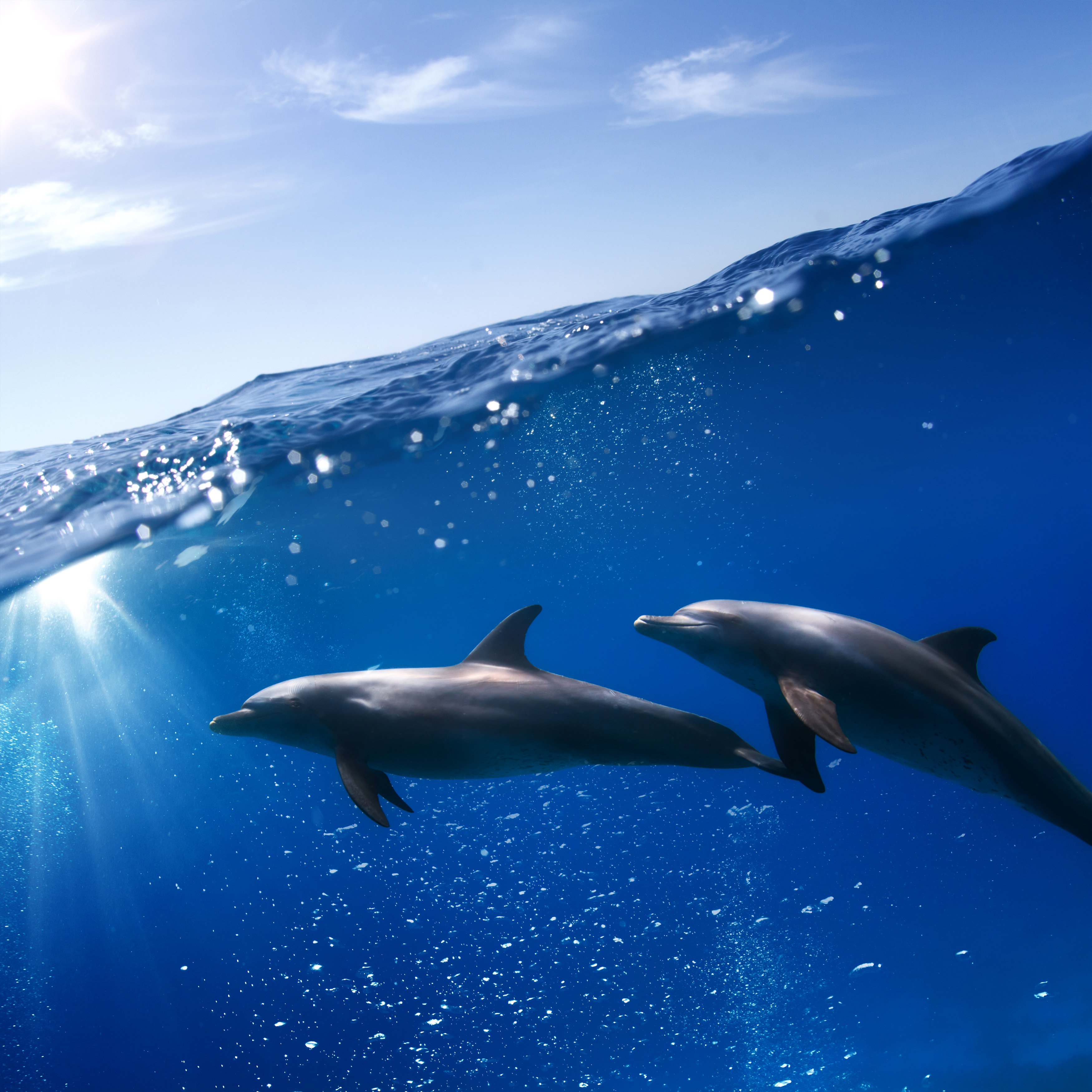 Дельфины живут в море. Дельфины в море. Красивые дельфины. Дельфин в море. Подводный мир дельфины.