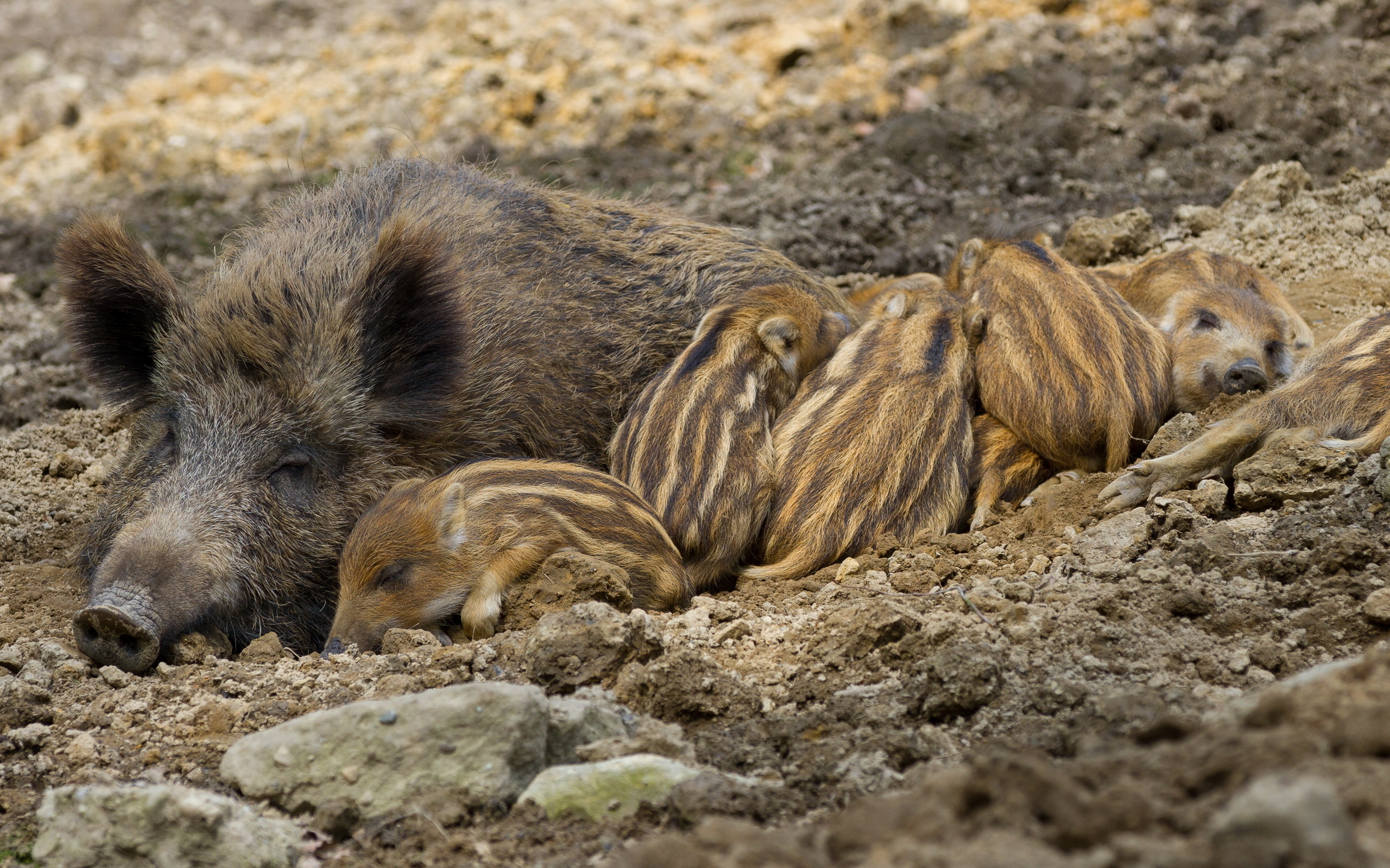 Bilder von Wildschwein Schlaf Tiere